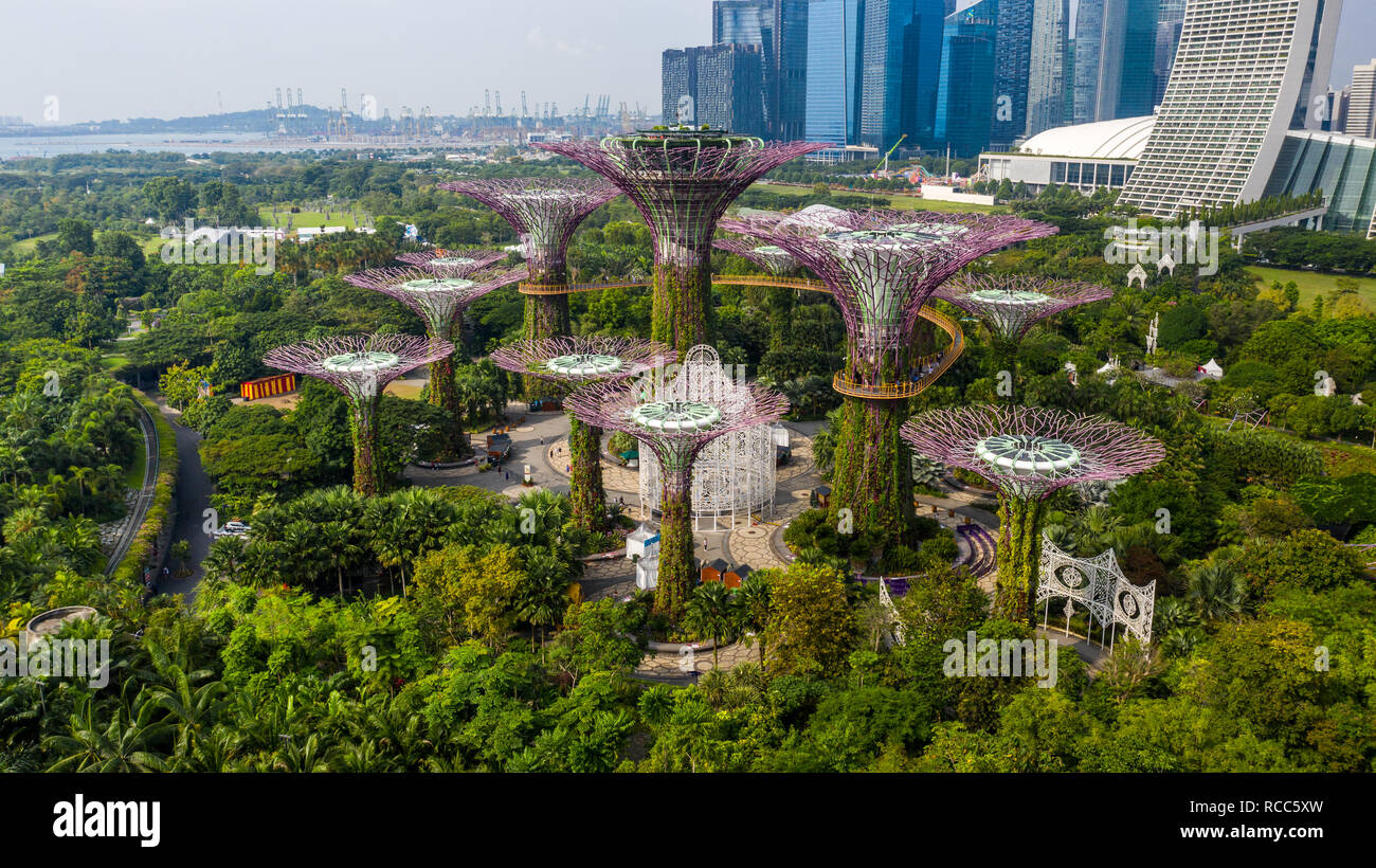 Supertree Grove, jardins de la baie, à Singapour Banque D'Images
