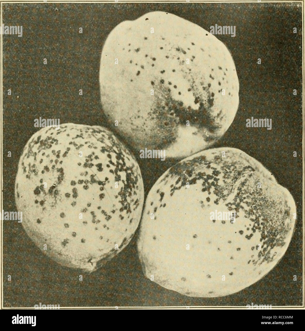 . Les maladies des plantes d'importance économique. Les maladies des plantes. 83 Le côté Fruits drupacé qui est attaqué est éclipsé, souvent craquelé, et la chair adjacente à la partie malade est vert et amer, même après les portions sont mûrs. Feuilles et brindilles sont également touchés.. Fig. 42. - Pêche la tavelure. L'original. Scab se développe en forme la plus grave pendant la saison des pluies, et il est plus élevé sur certaines variétés tardives que la santé, l'Salway, et Lesley Barron. Il est rapporté du Missouri d'avoir fait des dommages égal à 70  % de la valeur de la récolte, et la perte estimée de Selby au cours d'une campagne de l'Ohio à de 20 à 50 pe Banque D'Images