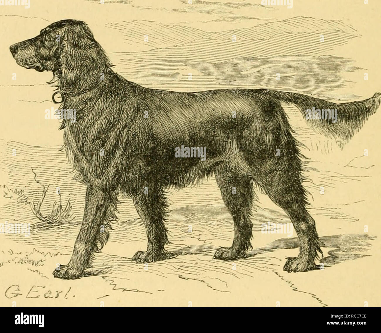 Le Chien Dans La Santé Et La Maladie Comprenant Les