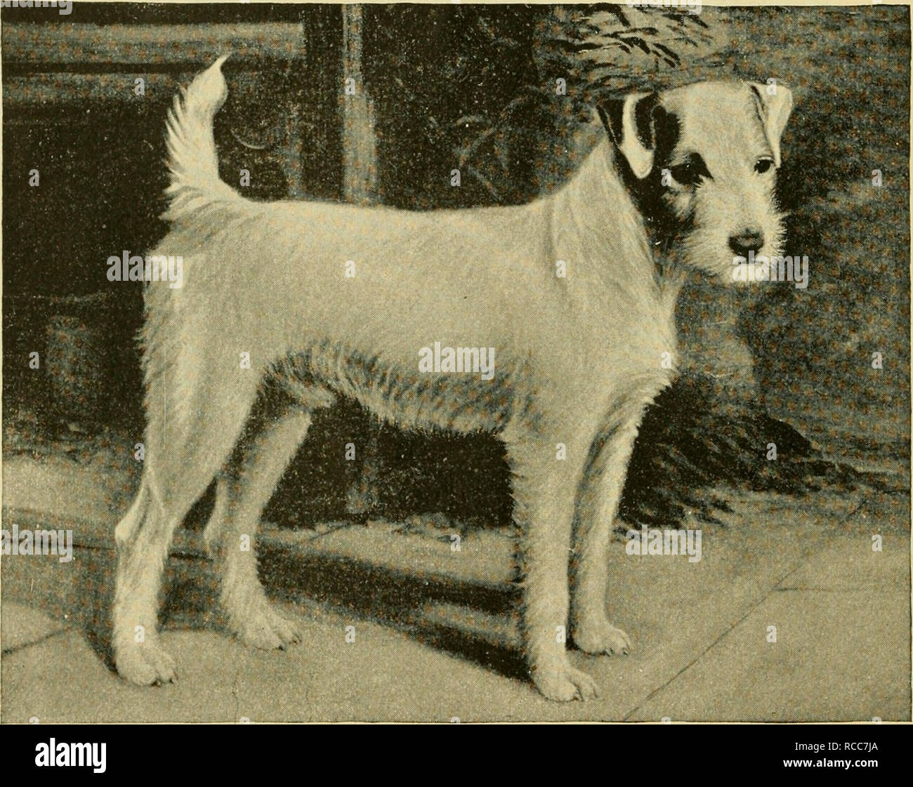 Le Chien Et La Façon Délever De Former Et De Le Garder