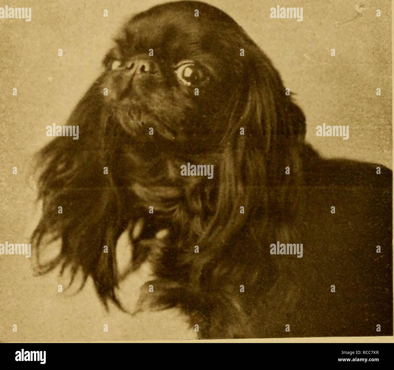 Le Chien Livre Une Histoire Populaire Du Chien Avec Des