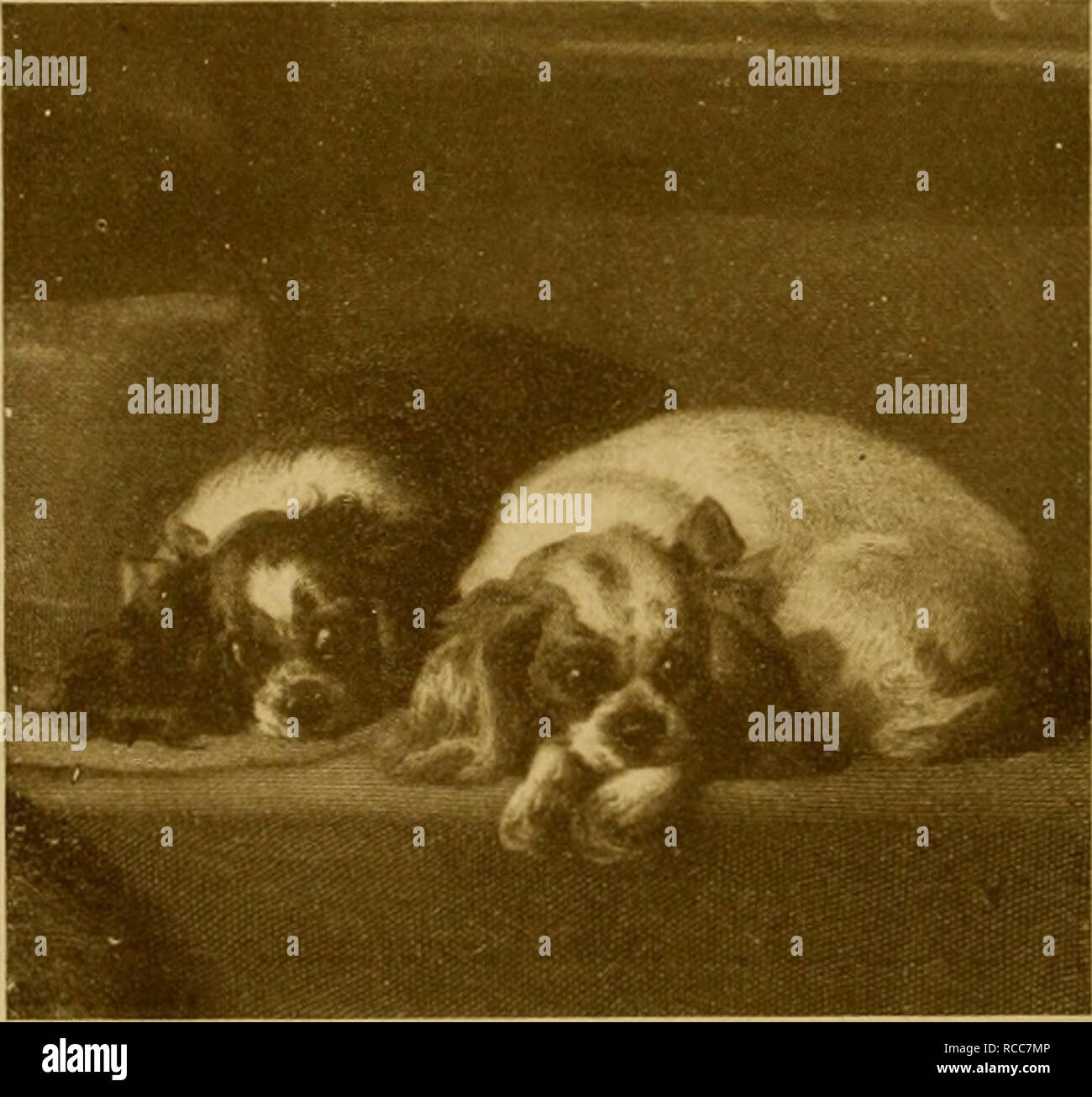 Le Chien Livre Une Histoire Populaire Du Chien Avec Des