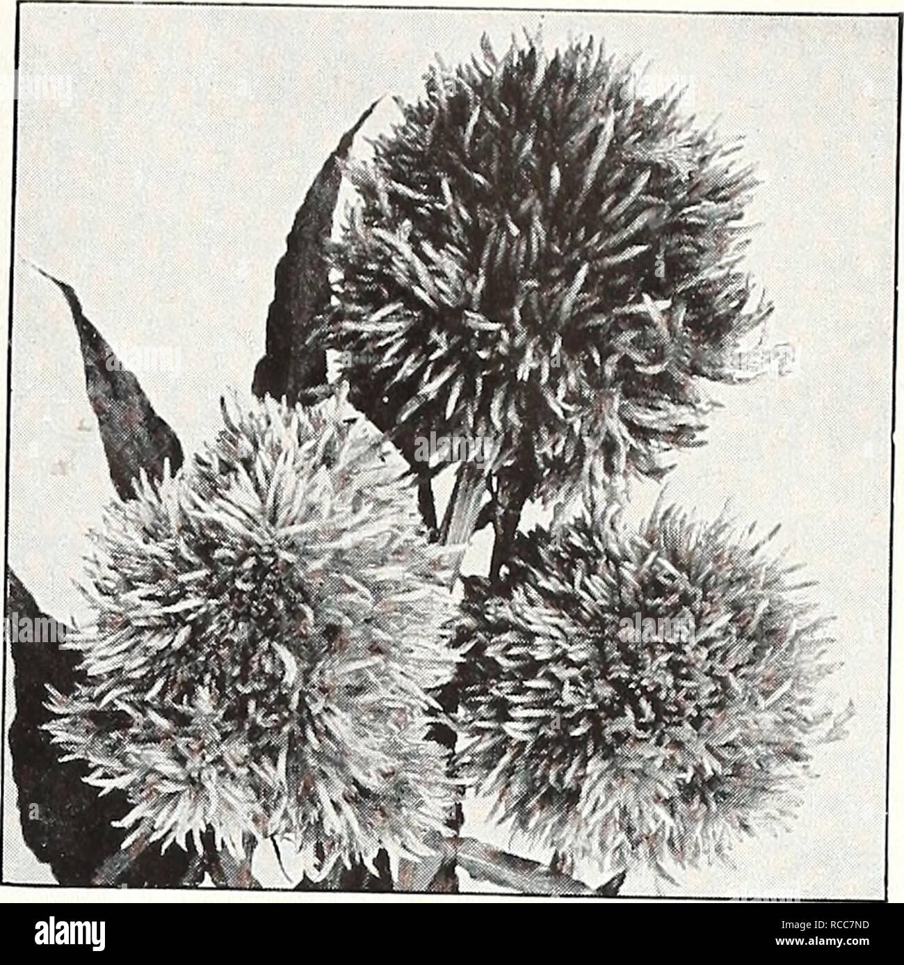 . Dreer's 1950. Les catalogues de graines de pépinière ; catalogues ; Matériel et fournitures de jardinage graines de fleurs ; Catalogues Catalogues ; Graines de legumes fruits ; Catalogues Catalogues de graines. La célosie - (^^ocl scomb facile à cultiver, les annuelles rustiques en fleurs de juillet jusqu'au gel. Pour sun ou demi-ombrage. Démarrer des châssis en février-mars ou semis en avril-mai. Dwarf Crested Cockscomb-EC/cHstata massive cockscomb osm formes-comme flowerheads splendide ; pour les lits et de sécher pour bouquets d'hiver. 12 pouces. L'Impératrice, 1824. D'une couleur riche. Pkt. 154. Golden Queen, 1828. Jaune riche. Pkt. 15" ;. Mixte nain, 1830. Les couleurs Banque D'Images