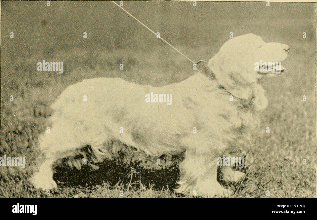 Le Chien Et La Façon Délever De Former Et De Le Garder