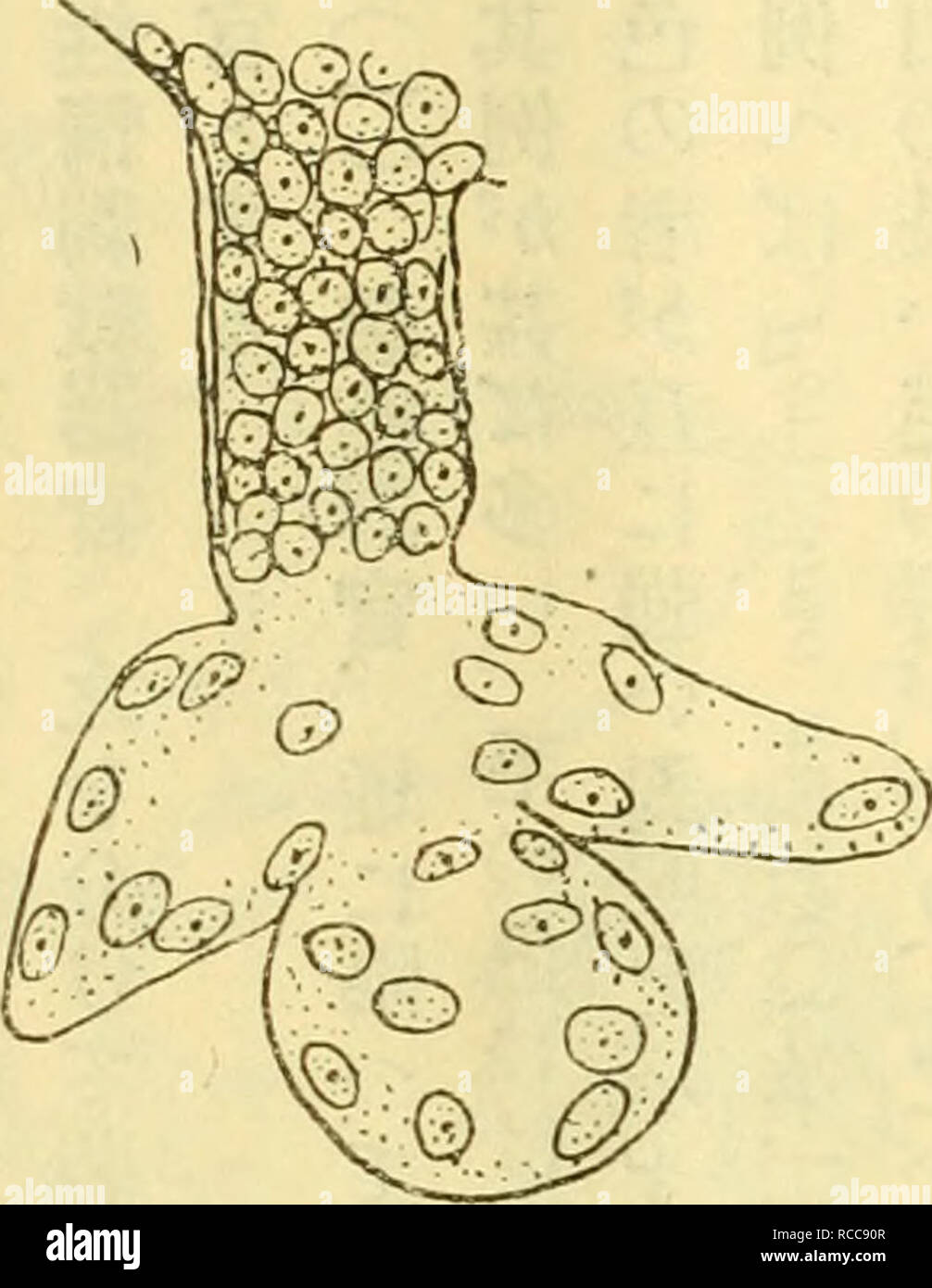 . Dobutsugaku zasshi. Zoologie Zoologie ;. (977) å·ååä¬¬èªéå ç'-'ç©å å°ã®è¢ã®è ç¯¿§ã®å å'Ã"ä'¤ã®å° ããªçªèµ¦ããããã·ãè¯å³ã¡Epirsditã ãã§ããããé« §åµã ã®å®ççããã Ã²ãae«¤çªèµ kroměříž-·å §ã®ç'° èãae ã"¥æ®ãä èãé ããããae¿å-¤¨Epipoditãae ã®é·ªAE¦⇨¦ãã ãã¨ãä'-¿ã"ããä åºä¾ ae¹ãåãã èã®å®ã§ããããä¹ã¯¤ã¾ï¼ ã9ç®èã®è¥ã§ãå¦Ã€ãã ¶¡¨⇨¯ã¢é ä'ç®ã®ç'°èã È½ã¯ãå« §¨ã é"ã¯ééãå¤ãèã¯ ã"æ æ±ã®å¦¿ãçµç¹ããããä èãç¼éããã Å¾à¤Å"à'¦å¤ã®ç®¯ä¹ã åãç¨ã¨åº¦Ã"å¤§ãããªãã¬ç²ããä¯å¹¾éã¿å èã Çã¾ããae¨« ã£ã"ãªã¦ç¹ãèã ã£â"ã¥£ã¦å± ããèãéã¤äº®å°¾ å¾à®è"ç®ã"ããä èãå¿å¤¯ããae ç¾ã ã"£¨¨ããããä¼ ã"ãªãã» ã³ã¦¶å å ç"¯ãå ä¾§ã®°è¢ã®å¢é¨ã"å±ãç¨¦åå¾ ããªããããã » ã å·¦å³ã ãäºã®è"é£åã ã£ã¦¤ã'ã ä®å¢çã® è ã Banque D'Images