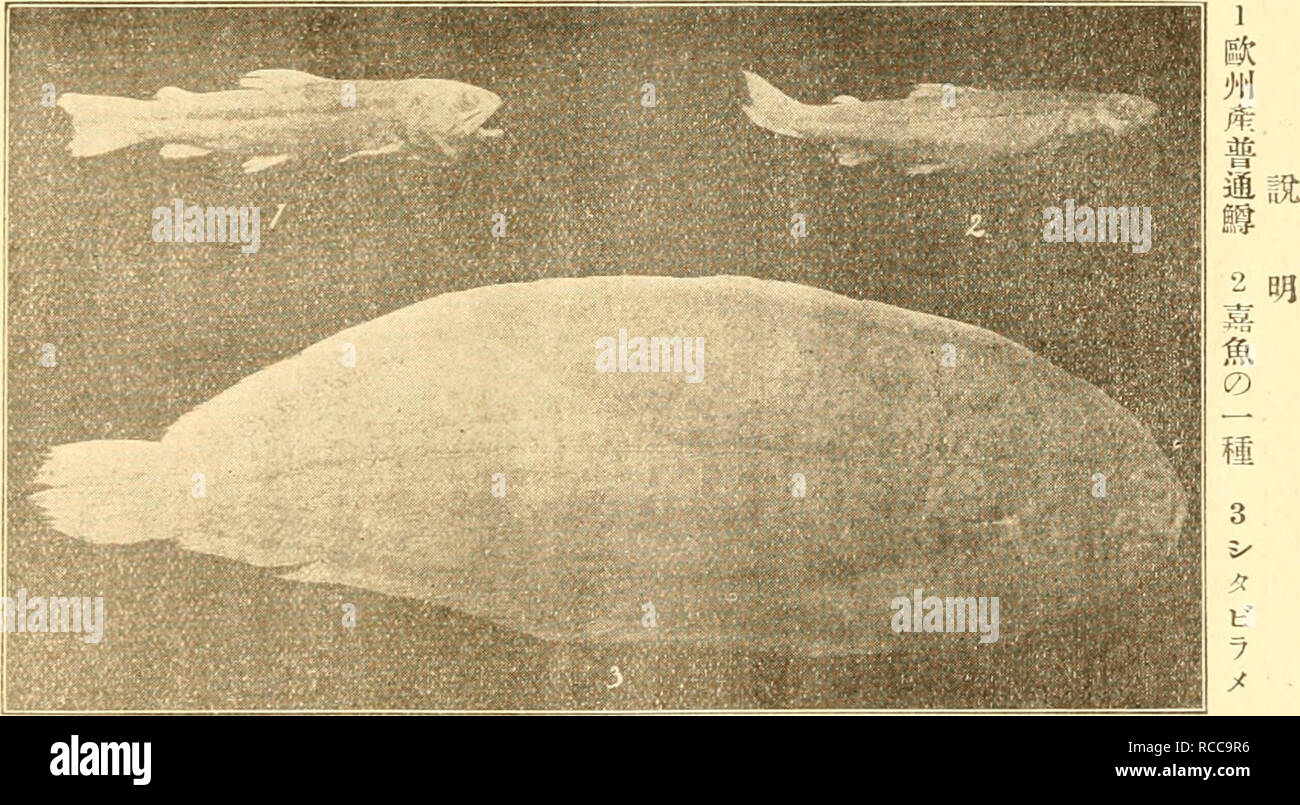 Dobutsugaku Zasshi Zoologie Zoologie Aºaaea Ae A A Ae A 136 Ee 0e E Ha Aea J Ae E A Ac A C C E aaaa Aºa Ac Valbinisme Ac A E Ppa Tierja aa C c E A A A A E Eµ A A Ae A A A E E C A A Ae A Ae a Ac A A A A A C A Dobutsugaku Zasshi Zoologie Zoologie Aºaaea Ae A A Ae A 136 Ee 0e E Ha Aea J Ae E A Ac A C C E aaaa Aºa Ac Valbinisme Ac A E Ppa Tierja aa C c E A A A A E Eµ A A Ae A A A E E C A A Ae A Ae a Ac A A A A A C A