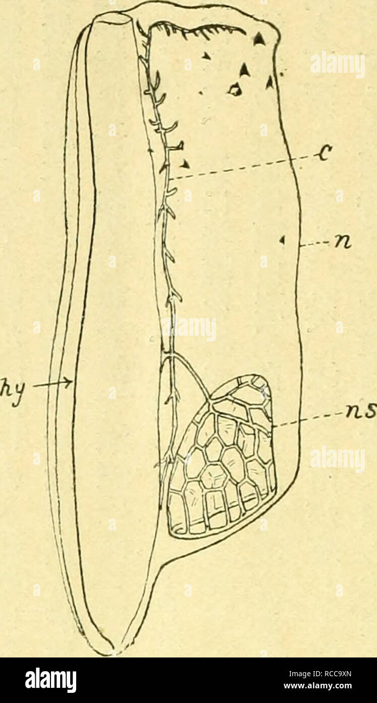 Dobutsugaku Zasshi Zoologie Zoologie 321 Eaaºc A Eªea C C C A A Nccfoavonta Brgmlow 1911 E C C c ae e A C e Ai 9 a Ac A A Cµ Ac E aºc antaia Et L Af Gaimard N Reticulata Bigelow E E A A A C A A