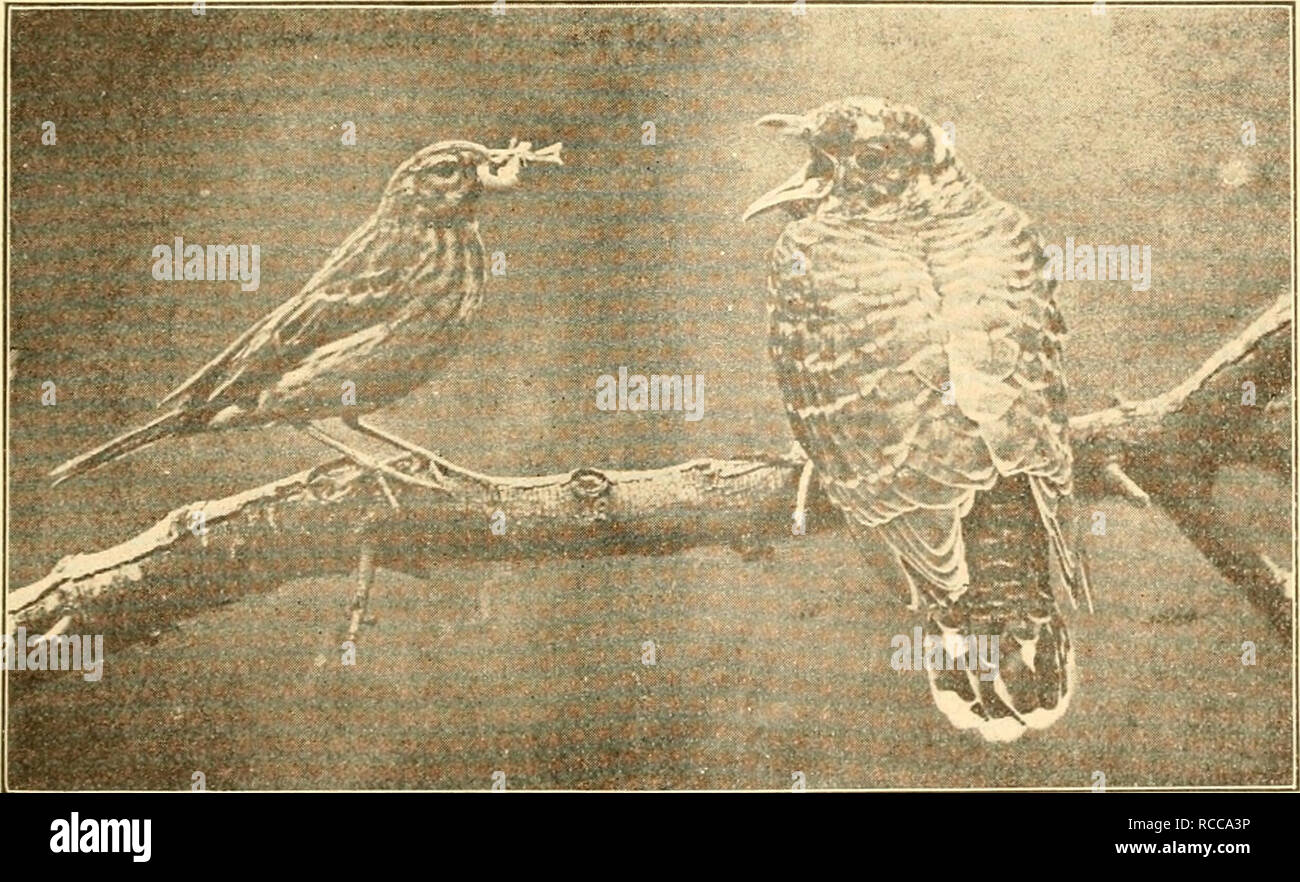 Dobutsugaku Zasshi Zoologie Zoologie Naºaaea A A Ae A I I A 1 Aµe A A A A A A A Tnviahs Fjga Anthus0a A A A A aa A Ee A E Ae A A A A A Ea A Aªaa Ea A Aº Ea A aa Aªi A Ae Aea Aµa A A aaaeaa A Edla A ea