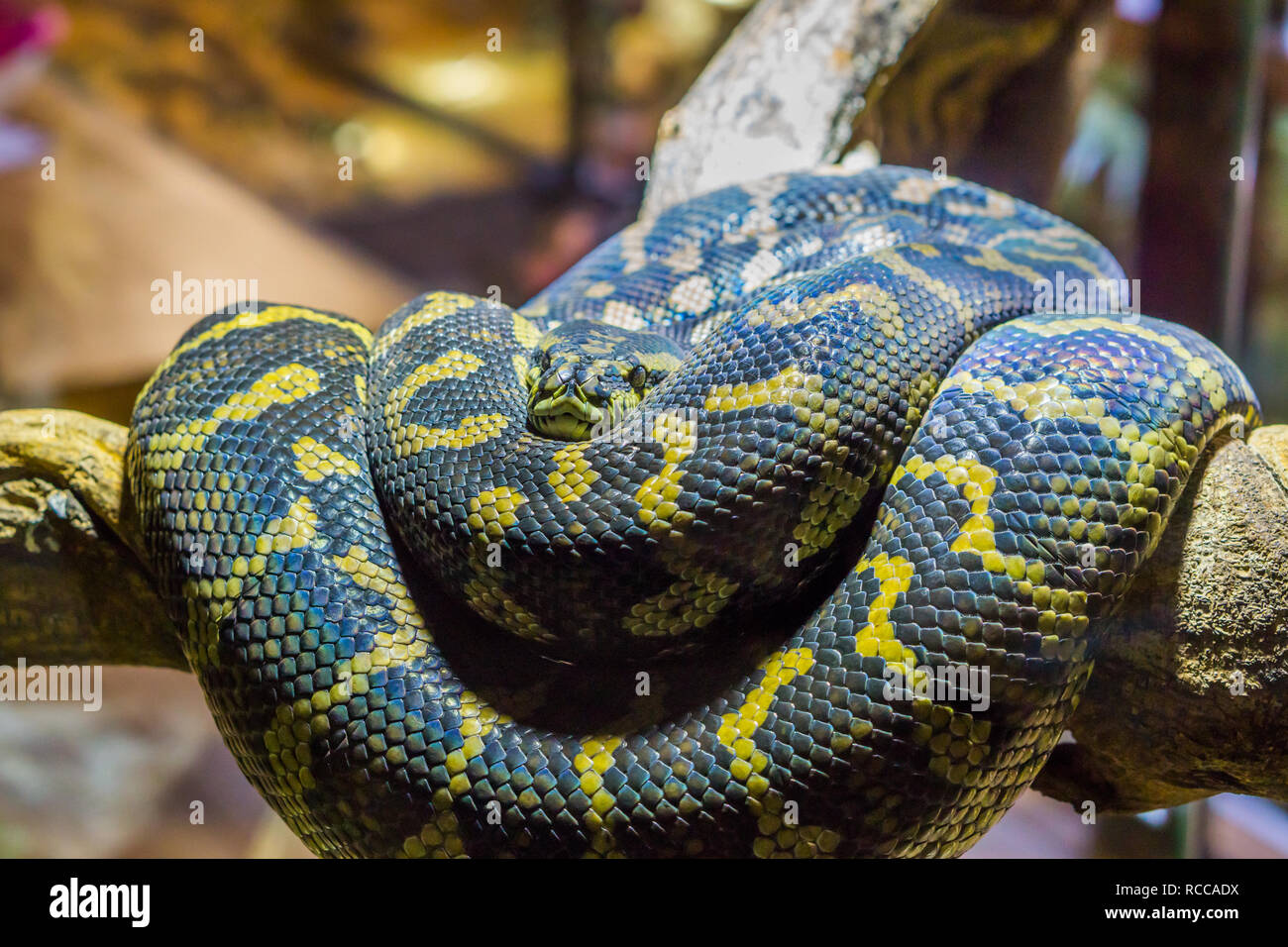 Noir jaune avec serpent enroulé sur une branche, gros plan d'un reptile tropical Banque D'Images