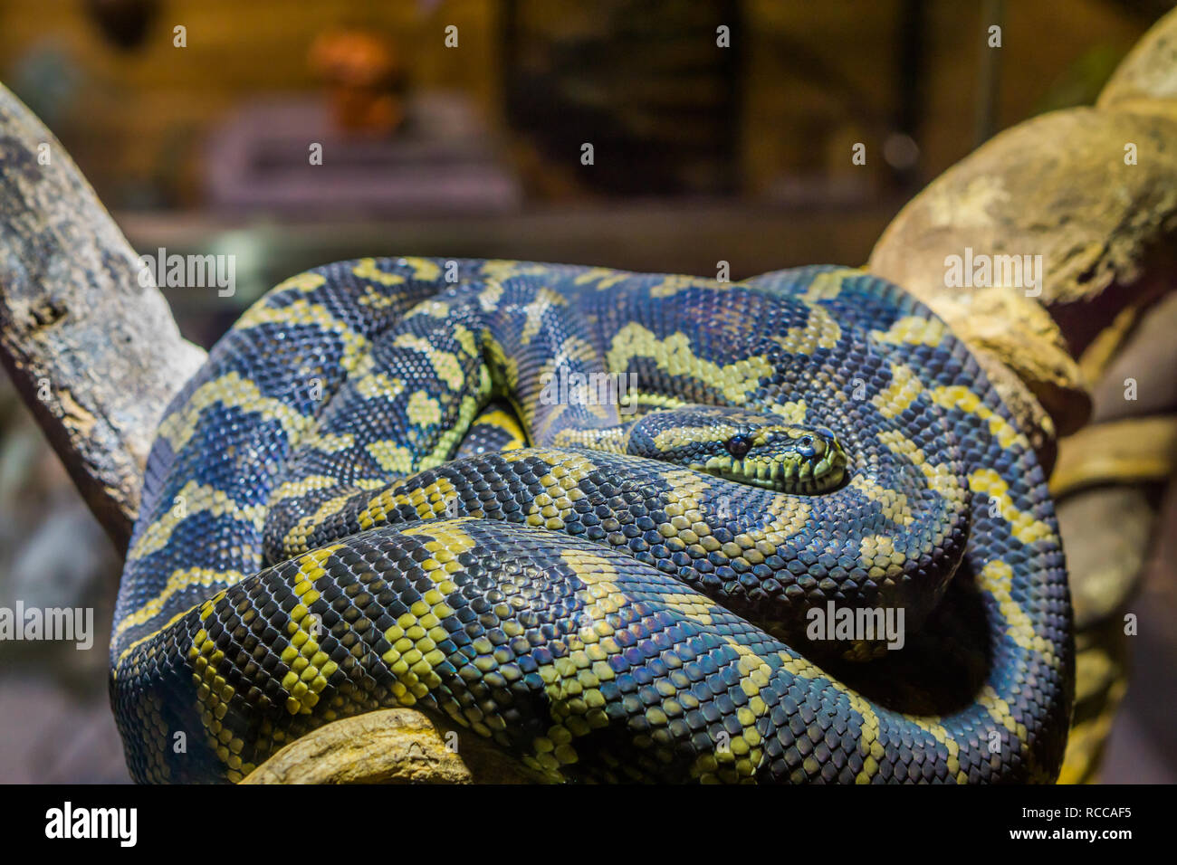 Libre d'un serpent noir et jaune avec de pose sur une branche, des reptiles tropicaux Banque D'Images