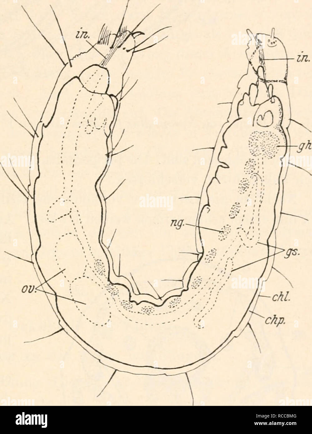. Le Dr H. G. Bronn's Klassen und Ordnungen des Thier-Reichs : wissenschaftlich dargestellt in Wort und Bild.  ; Zoologie ; Mollusques Arthropodes ; les insectes. VI. Entwicklung und Metamorphose XIII. f. 41 Embryonalentwicklung hängt die Dauer der unter sonst Conditions gleichen von der Temperatur ab. Bei Pulex irritans en Europa erfordert sie 4 bis 12 Tage, bei Nosopsyllus fasciatus 5 bis 14, bei Ctenocephalides canis 8 bis 14, bei Ceratofhyllus gallinae. eine Woche bis. Dans cheofsis bei Xenopsylla Indien dauert die Entwicklung embryonnaire nur 2 Tage, während Sie à San-Francisco 9 bis 13 Tage erfordert Banque D'Images