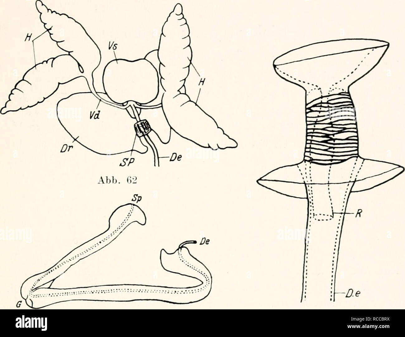 . Le Dr H. G. Bronn's Klassen und Ordnungen des Thier-Reichs : wissenschaftlich dargestellt in Wort und Bild.  ; Zoologie ; Mollusques Arthropodes ; les insectes. IV. Morphologie VI I). a. 61 Jederseits zieht von dem Hoden ein canal déférent {Vd) zu einer um- fangreichen Vesicula seminalis(Fs) von ei- bis herzförmiger la Gestalt. Dans den von der Samenblase ausgehenden ductus ejaculatorius (De) münden ohne piste zwei aufgetriebene dünmvandige kuglige stark, oder längliche akzes sorische {- Drüsen Dr), welche bei PsyUa durchs rapide ganze Abdomen reichen. Epithelzellen Drüsen Die dieser sind diejenigen ie der Samenbla Banque D'Images