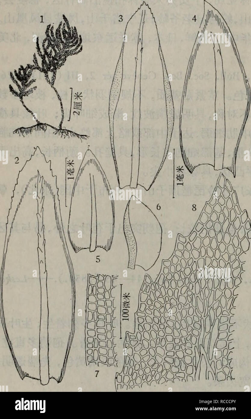 . Dong bei Xian Zhi Zhi wu lei. botanique. ű3.ae¨èå±Thamnium B. S. G.ï¼ Byrol. Eur. le fasc. 49â51 (1851). Ľç²å¤æ ç©£®'çãä,çä" ååï¼ae¬«¤¡èå èç'aeå¾ç ï¼åaeåae ç""å½¢ï¼å¤aeå¹³ãå¶çå¥ç¤ èç²å Åççï¼ä'-¶è¾¾äºå,®£ Űé 稫¶ï¼å-¢æ ç"èå°,ä'è§4åç ä'è¾¹å½ Ï¼åºé¨6¢é¿ae¹å½ ã齿¿ç颿"éå½ aeç Ⱦ¹ï¼å,¢-¿é½ åºèé åºã±Å"怙±å ±çº¦§ãä 29ç'åºå ²ç åå°·¥ç 1§¨èThamnium ã æ alopecurum B. S. G.ï¼ Bryol. Eur. le fasc. 49â51 (1851) t. 1 ; Kindb., Hedwigia, XLI (1902) 217, 1 sothecium alopecurum (Hedw.) ..spr Ann. Mag. Nat. Hist. (1849). 289 Porotrichum alopecurum Mitt., Muse. Austr. (1869) 467. Kroměříž150:1â8 æ ç©2001-2002 ä½ç²å ϼae®£·±ç»¿è²aeé Ȳãä¿"ç"¨ªçäºå èae'"°ä' 次,ç Banque D'Images