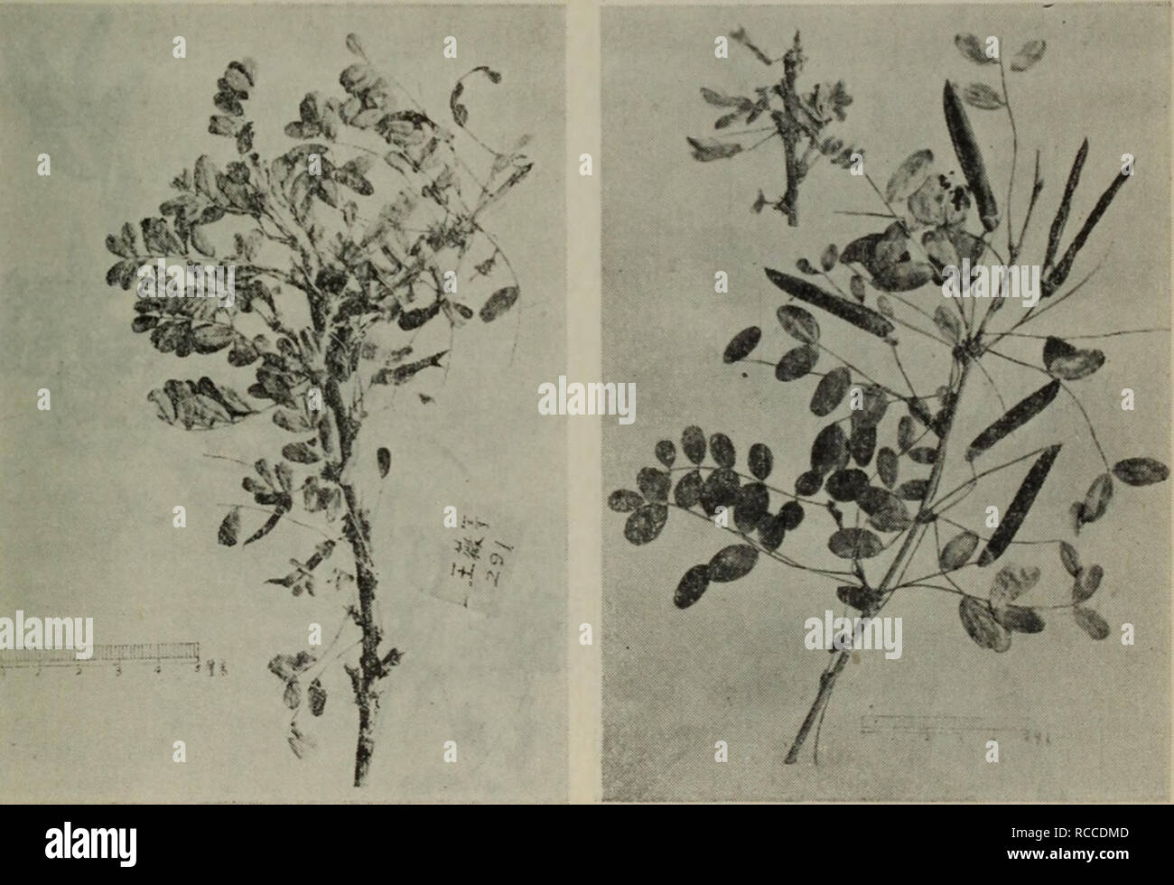Ben Lam Banque D Image Et Photos Alamy
