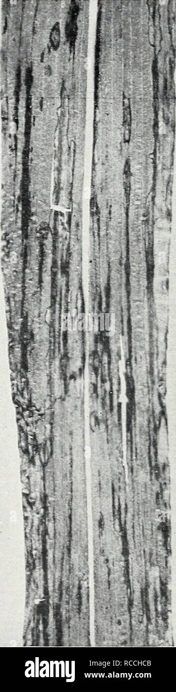 . Caractéristiques distinctives de certaines graminées fourragères les maladies répandues dans le nord du centre du pays. Maladies et ravageurs des plantes fourragères Middle West ; Herbes Maladies et ravageurs Middle West. Circulaire 12 747, U.S. DEPARTMENT OF AGRICULTURE MALADIES DES Graminées annuelles l'herbe de Soudan la tache bactérienne la tache bactérienne, causée par Pseudomonas syringae van Hall (Kenclr Bactérie tenir.), les attaques contre plusieurs graminées et est commune sur l'herbe de Soudan (Sorghum vulgare Pers., var. sudanensis Piper et Hitchc). Infections initiales apparaissent sous forme de circulaire à l'eau - trempé elliptique des taches sur les feuilles inférieures. Ces taches bientôt devenir Banque D'Images