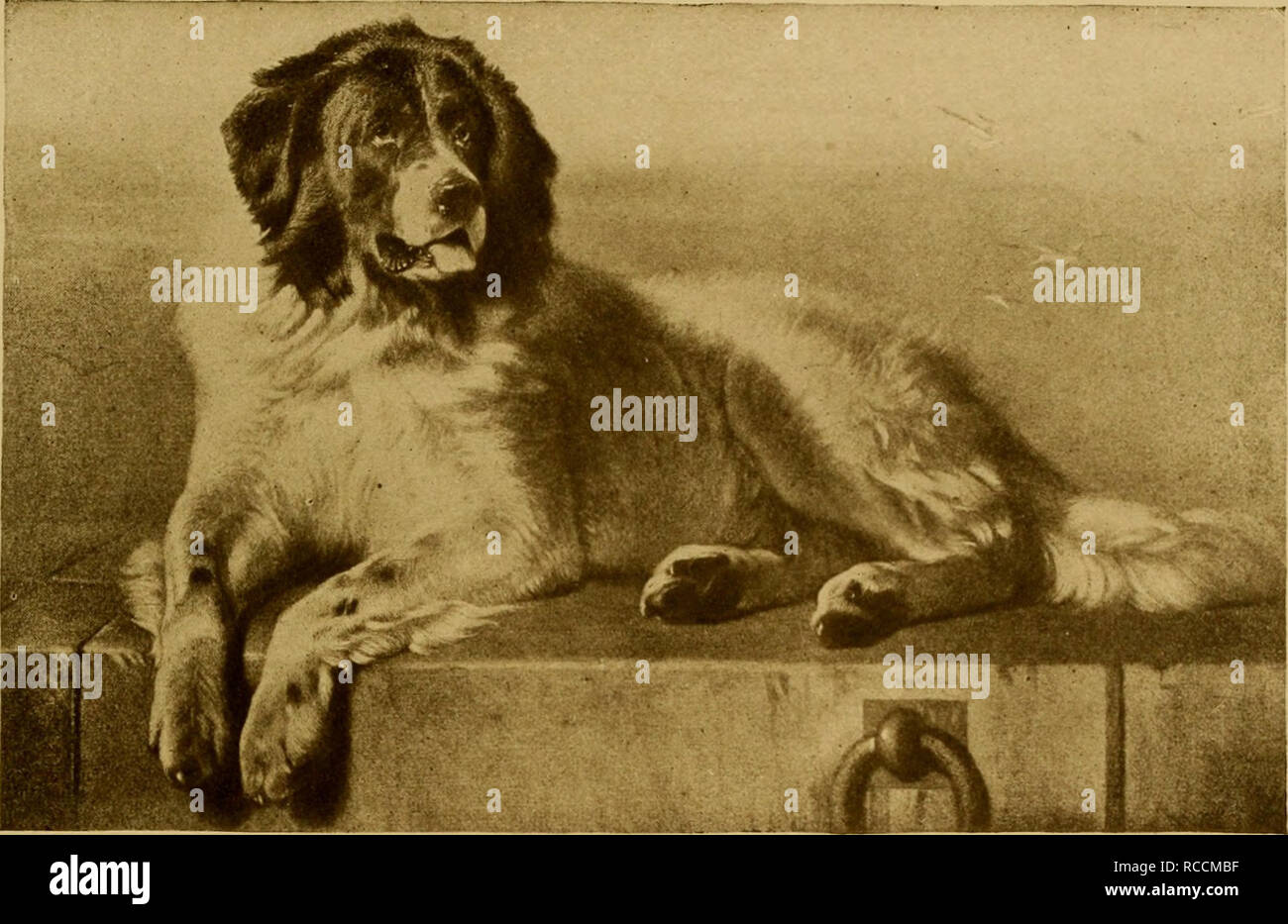 Le Chien Livre Une Histoire Populaire Du Chien Avec Des