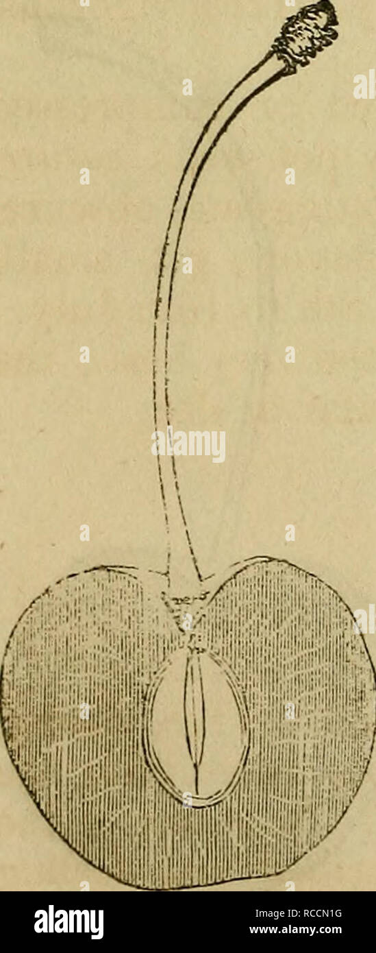 . Elliott ; livre de fruits. La culture des fruits, des fruits. [From old catalog]. Logan. Soulevées par le professeur en 1842, Kirtland ; un sol sableux et graveleux. Arbre, Hardy, cultivateur, en bonne santé un peu étalé, modérément productifs ; fleurs, grande ouverture, fin, peu susceptible d'en- jury du gel. Fruits, moyen ou au-dessus, obtus, parfois en forme de coeur, régulière, avec un acte peu profonde à l'apex ; couleur, noir violacé, quand il est mûr, la chair ; couleur du foie, lignes rayonnant presque blanc, près de ferme, juteuse, sucrée, et riche saveur ; fosse, au-dessus de moyenne, de forme ovale ; tige, variant en longueur dans une cavité profonde. La saison, le milieu de la dernière de juin.. O Banque D'Images