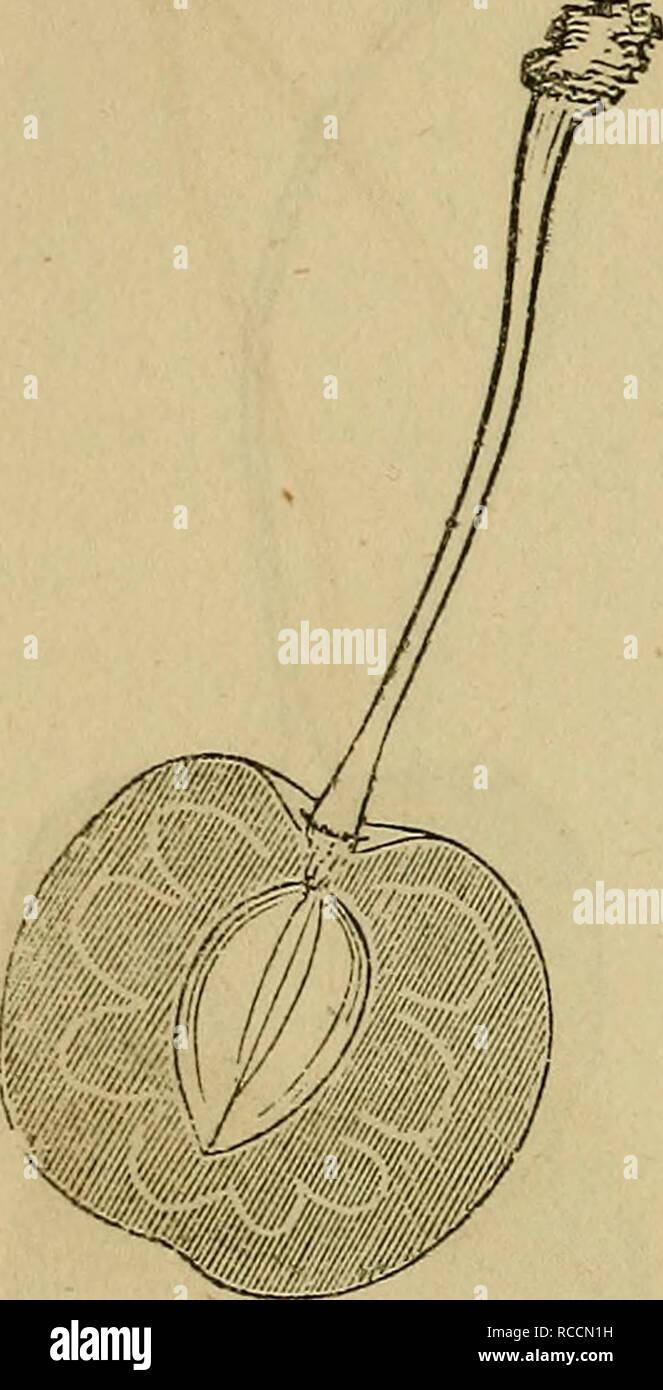 . Elliott ; livre de fruits. La culture des fruits, des fruits. [From old catalog]. 200 CHERRY TBE.. Logan. Soulevées par le professeur en 1842, Kirtland ; un sol sableux et graveleux. Arbre, Hardy, cultivateur, en bonne santé un peu étalé, modérément productifs ; fleurs, grande ouverture, fin, peu susceptible d'en- jury du gel. Fruits, moyen ou au-dessus, obtus, parfois en forme de coeur, régulière, avec un acte peu profonde à l'apex ; couleur, noir violacé, quand il est mûr, la chair ; couleur du foie, lignes rayonnant presque blanc, près de ferme, juteuse, sucrée, et riche saveur ; fosse, au-dessus de moyenne, de forme ovale ; tige, variant en longueur dans une cavité profonde. Au milieu de saison, Banque D'Images