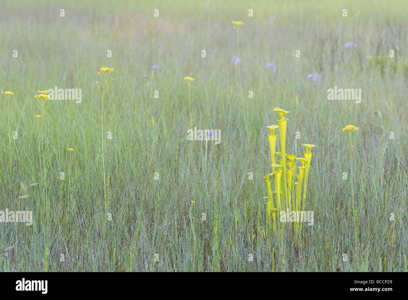 Le jaune de la sarracénie pourpre (Sarracenia flava) sur matin brumeux de fleurs de Savannah (Iris Iris tridentata) et Tall Yellow Milkworts (Polygala cymosa). Banque D'Images