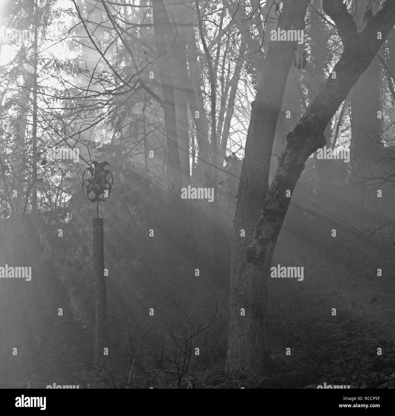 Le soleil du matin brille à travers les arbres sur une matinée de janvier brumeux. Banque D'Images