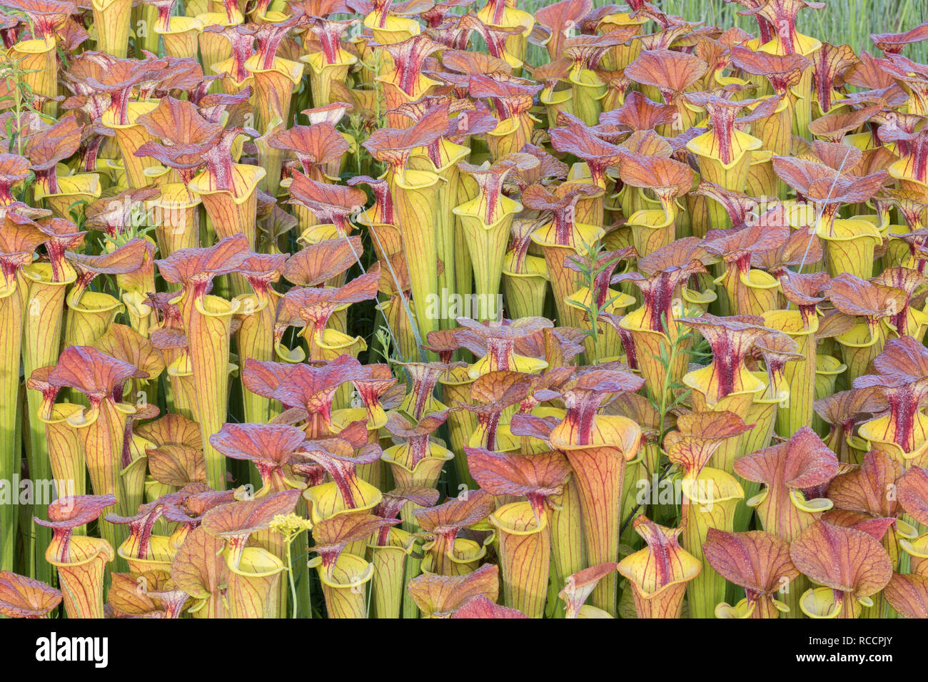 Le jaune de la sarracénie pourpre (Sarracenia flava) Lush, dense, après les brûlages croissance d'une tête rouge variété de flava. Le long du bord de la baie de Caroline dans Francis Marion Banque D'Images