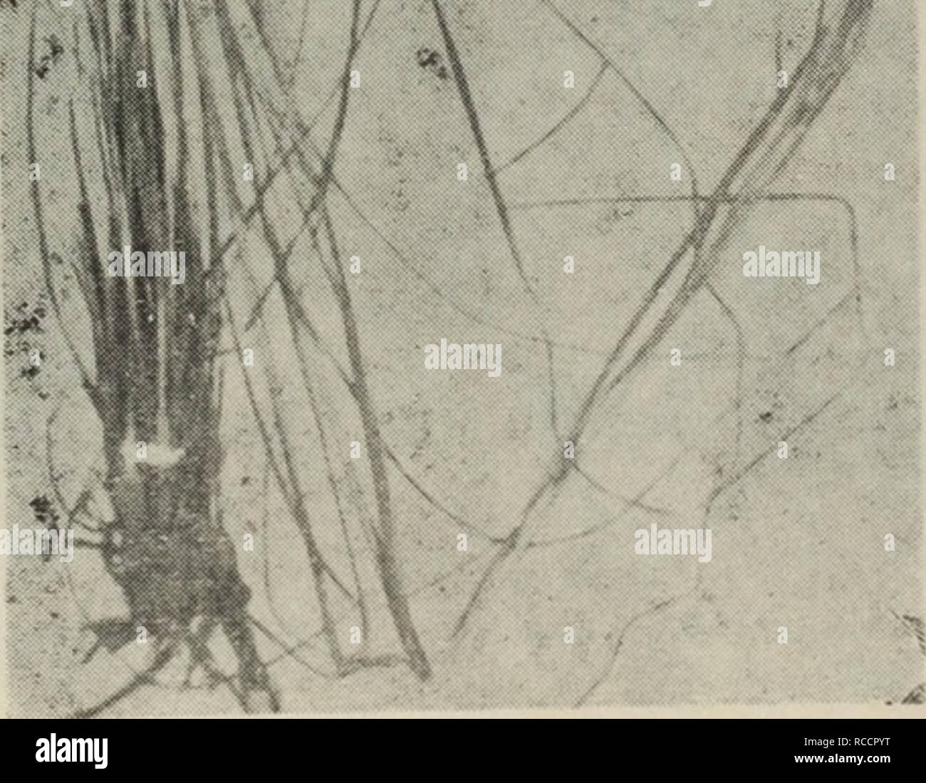 Bei yuan dong . zi zhi wu shou ce. La botanique.  ?188.  ? ? ?Lasiagrostis splendens Kunth. Veuillez noter que ces images sont extraites de la page numérisée des images qui peuvent avoir été retouchées numériquement pour plus de lisibilité - coloration et l'aspect de ces illustrations ne peut pas parfaitement ressembler à l'œuvre originale.. Wang Wei,bo î li jia yun ,,qing zhu vous chang. ke xue chu ban elle Banque D'Images