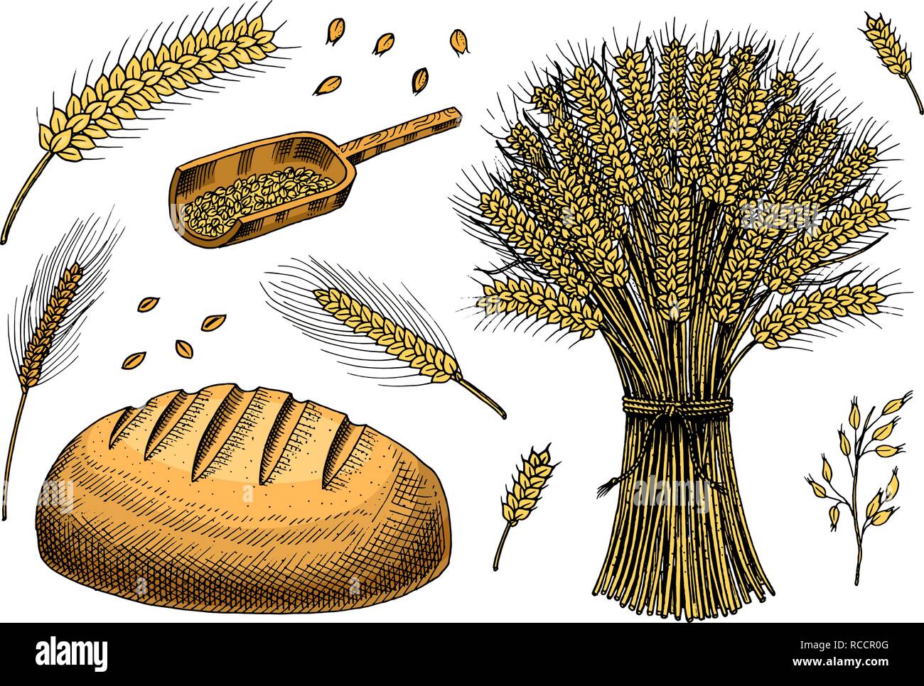 Ensemble de blé, de seigle et d'épillets semences de maïs pour faire du pain et de la farine. Les tas de céréales, de céréales entières et de l'agriculteur biologique produit de l'avoine. Pour la récolte à la main menu. Doodle sketch Vintage style. Illustration de Vecteur