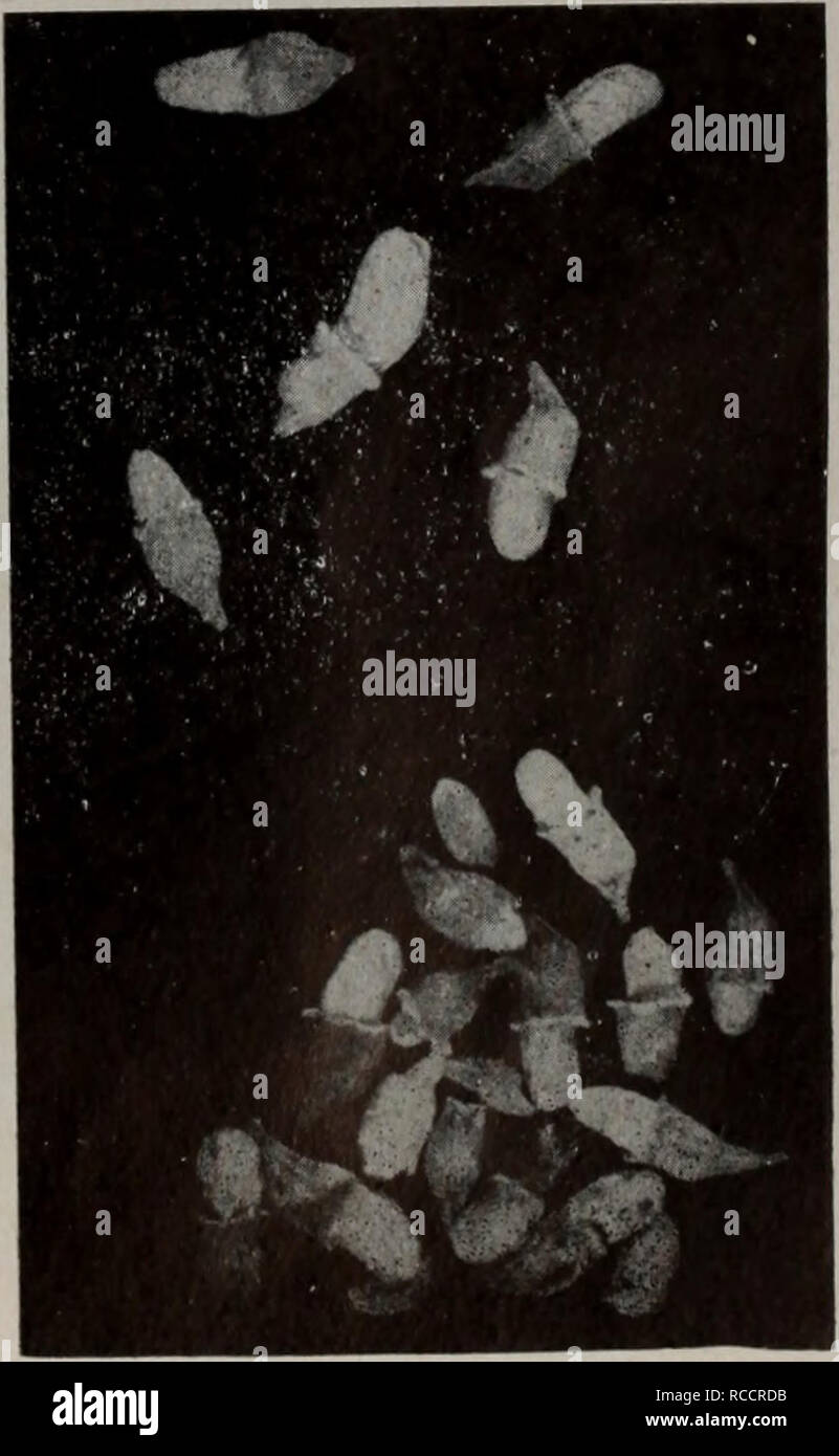 Dong Bei Zhi Wu Yao Tu Zhi Botanique C C C 169 Pueraria Pseudo Li F 170 Aeµªa E Celosia Cristata Hirsuta Tang Et Wang Linn C C Ae171 Ae C C Sophora Japonica Ae172 C Linn
