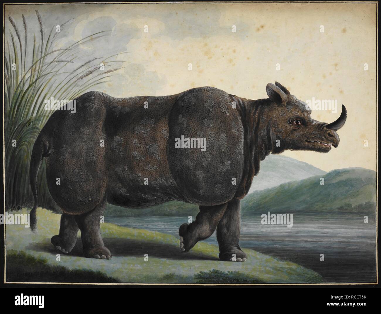 Rhinocéros de Java, le petit rhinocéros à une corne â€™Rhinoceros sondaicus.'. Rhinocéros de Java. 1806 - 1810. Médium : aquarelle Taille : 428 par 555 mm. Source : NHD 50/2/29. Auteur : ANON. Banque D'Images