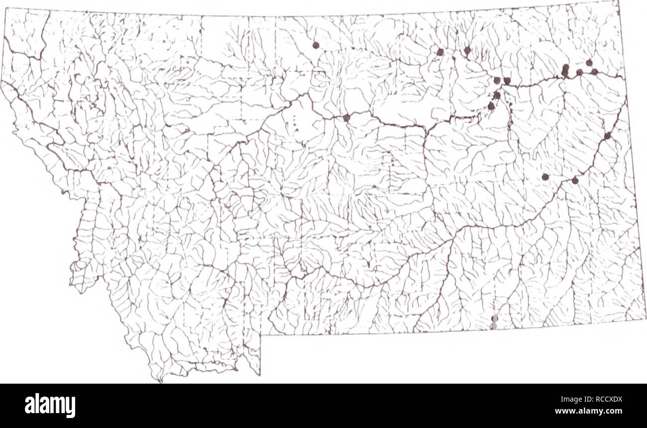 . La distribution des poissons dans le sud-est du Montana. Les poissons. La marigane blanche marigane blanche ont été tirées principalement de la langue maternelle et de Yellowstone les rivières. La plupart des sites à partir de laquelle la marigane blanche ont été recueillies ont également donné de la marigane noire. Sites : 2 à 5, 18, 36, 38-40, 42, 44, 45, 47, 49, 50, 55, 73, 135, 175, 182 et 196.. 120. Veuillez noter que ces images sont extraites de la page numérisée des images qui peuvent avoir été retouchées numériquement pour plus de lisibilité - coloration et l'aspect de ces illustrations ne peut pas parfaitement ressembler à l'œuvre originale.. Elser, Allen A ; Morris, Lani M ; Gorges, Mark W ; Banque D'Images