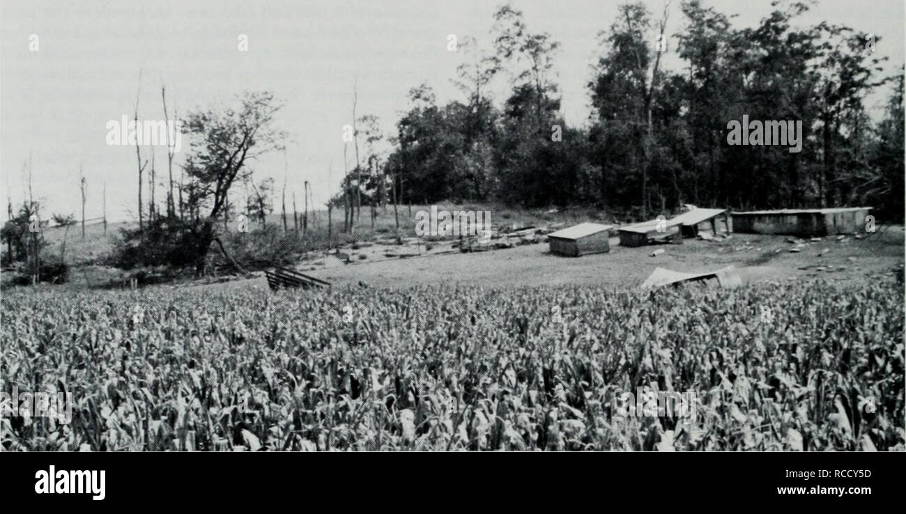 . La distribution, l'habitat, et l'appel de l'Illinois la saison (rainette Pseudacris streckeri illinoensis) le long de la rivière Illinois. Les grenouilles. Illinois Natural History Survey Notes biologiques n° 132. La figure 4. Modification de l'habitat en raison de l'élever de porcs sur une crête de sable à Scott County, Illinois. Notez que le hog pen est de- nuded de végétation. Les arbres morts dans la zone adjacente à la plume ont probablement été tués plus tôt par porc. La terre fertile, le niveau (avec plus d'argile, de limon, et/ou de matière organique) dans l'avant-plan est planté dans le maïs. {Pseudacru les rainettes faux Illinois streckeri illinoensis) ont été Banque D'Images