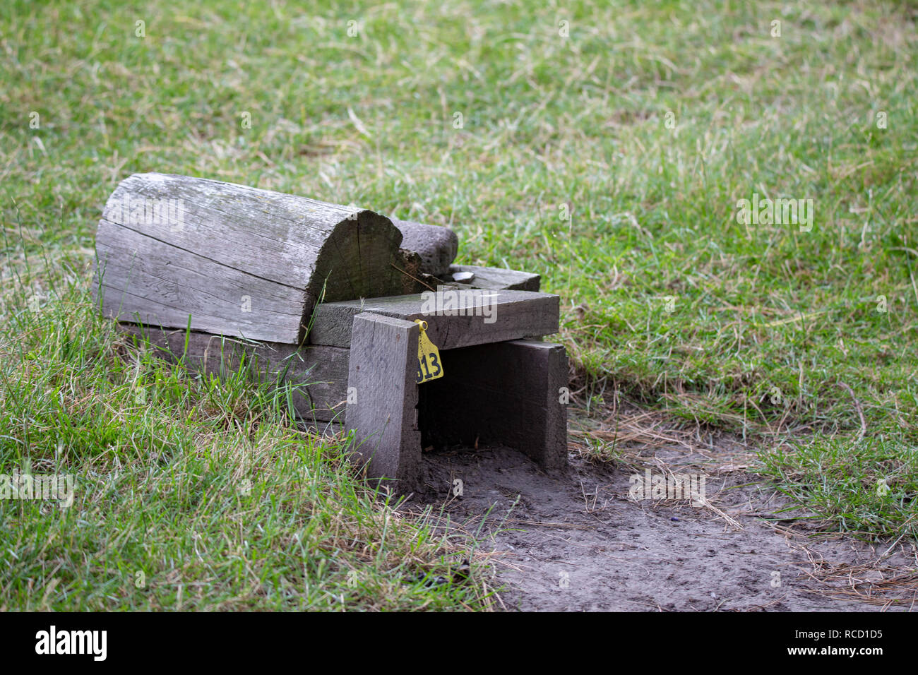 Un pingouin maison sur la colline de Pohatu Marine Sanctuary, Flea Bay, Nouvelle-Zélande Banque D'Images