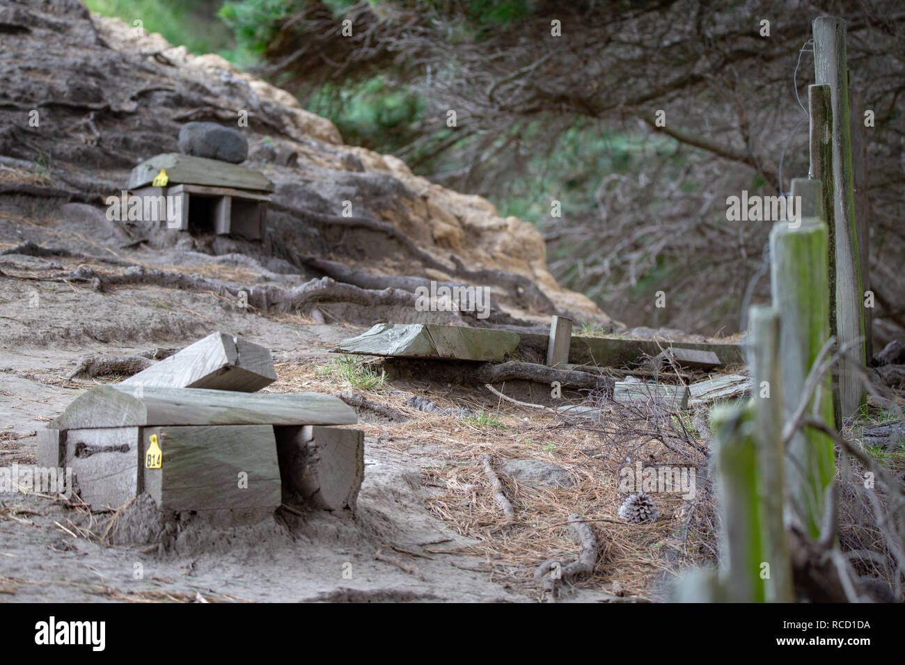 Petit pingouin en bois abris sur la colline à Flea Bay, la péninsule de Banks, Nouvelle-Zélande Banque D'Images