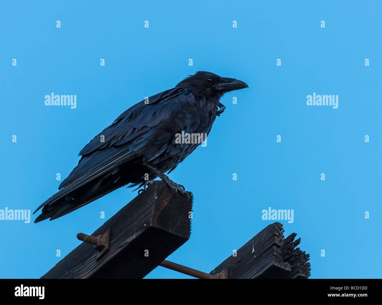 Crow sur un poteau de téléphone Banque D'Images