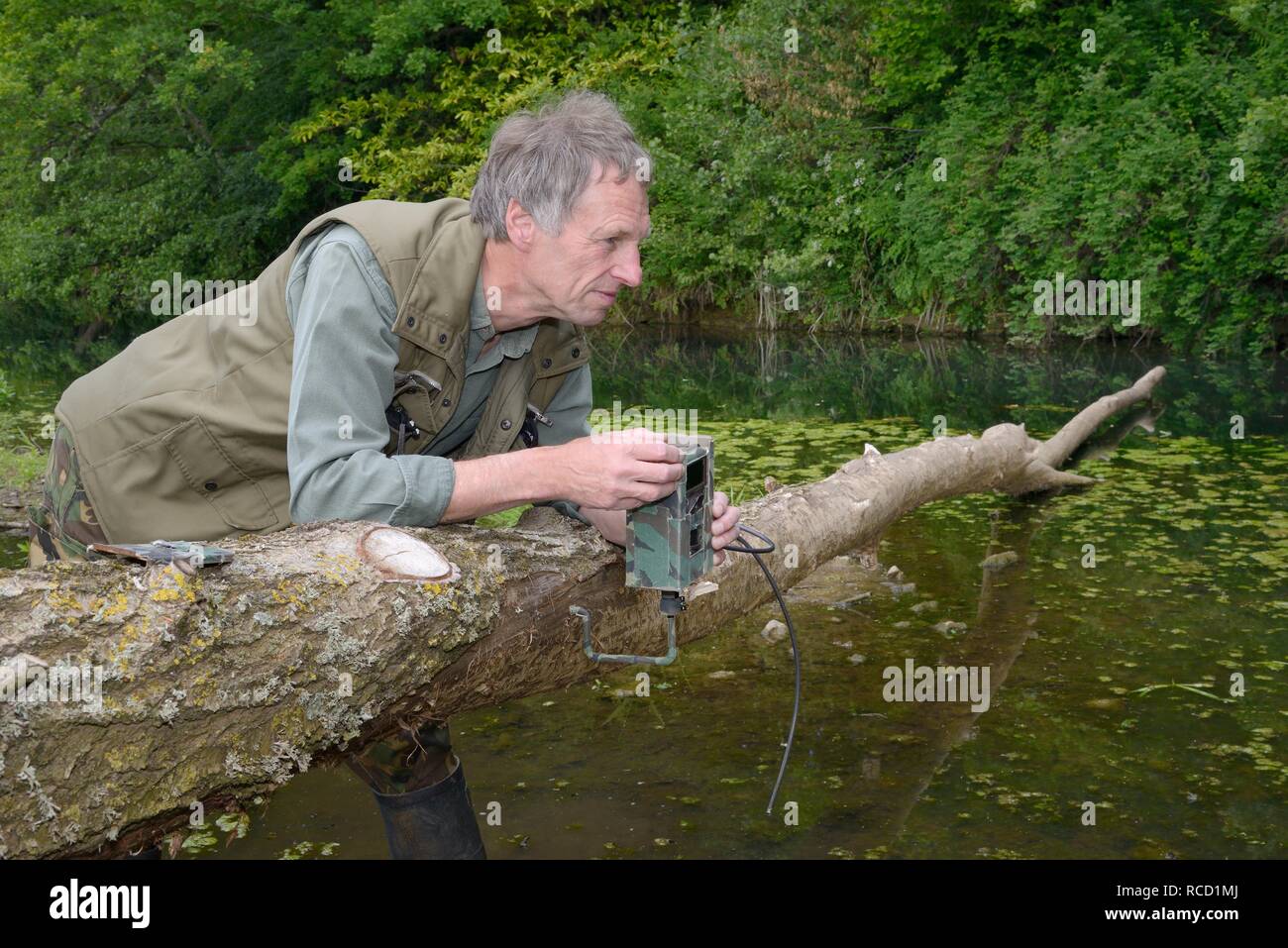 Tom Buckley définition d'un trailcam sur un saule (Salix sp.) abattu par le castor d'Eurasie (Castor fiber) sur la Loutre de rivière, Devon, Royaume-Uni, juin 2015 Banque D'Images
