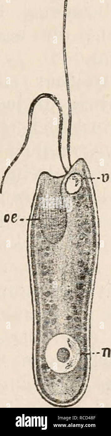 . Die Zelle und Gewebe. Grundzüge der Allgemeinen und Anatomie Physiologie. . Veuillez noter que ces images sont extraites de la page numérisée des images qui peuvent avoir été retouchées numériquement pour plus de lisibilité - coloration et l'aspect de ces illustrations ne peut pas parfaitement ressembler à l'œuvre originale.. Hertwig, Oscar, 1849-1922. Jena, Fischer Banque D'Images