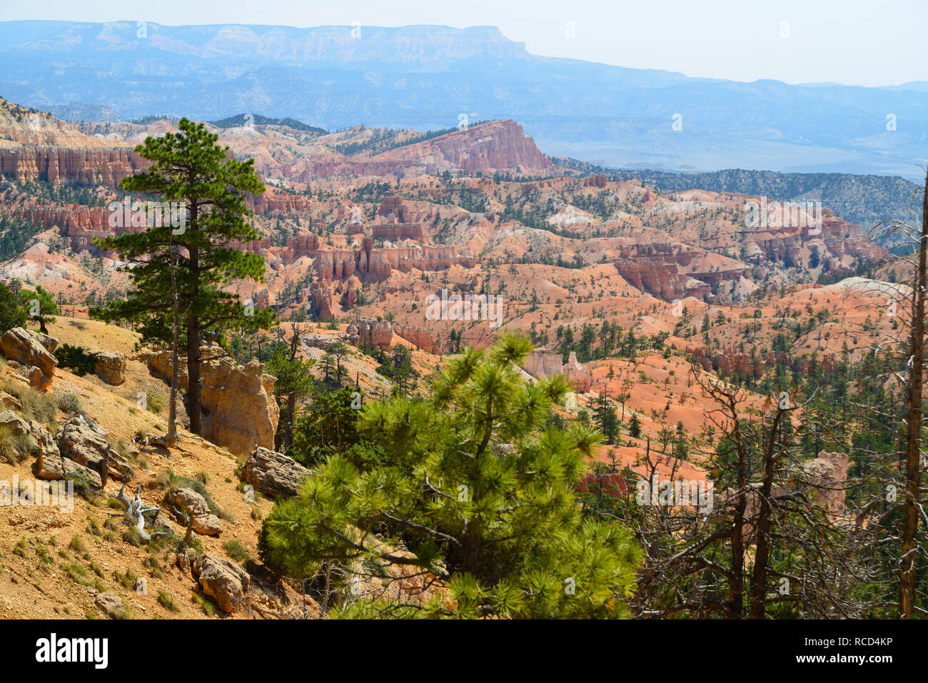 Le Parc National de Bryce Canyon Banque D'Images