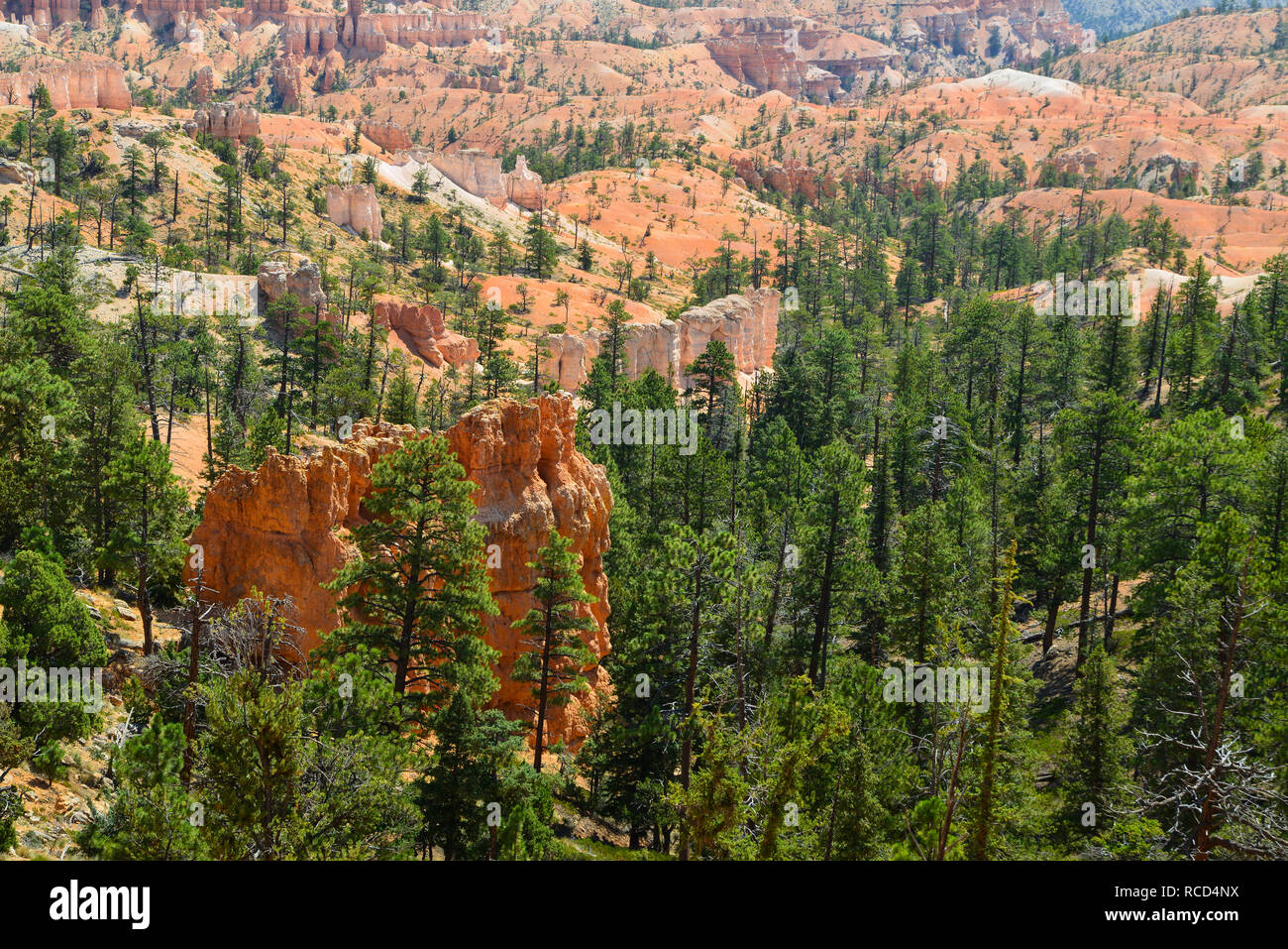 Le Parc National de Bryce Canyon Banque D'Images