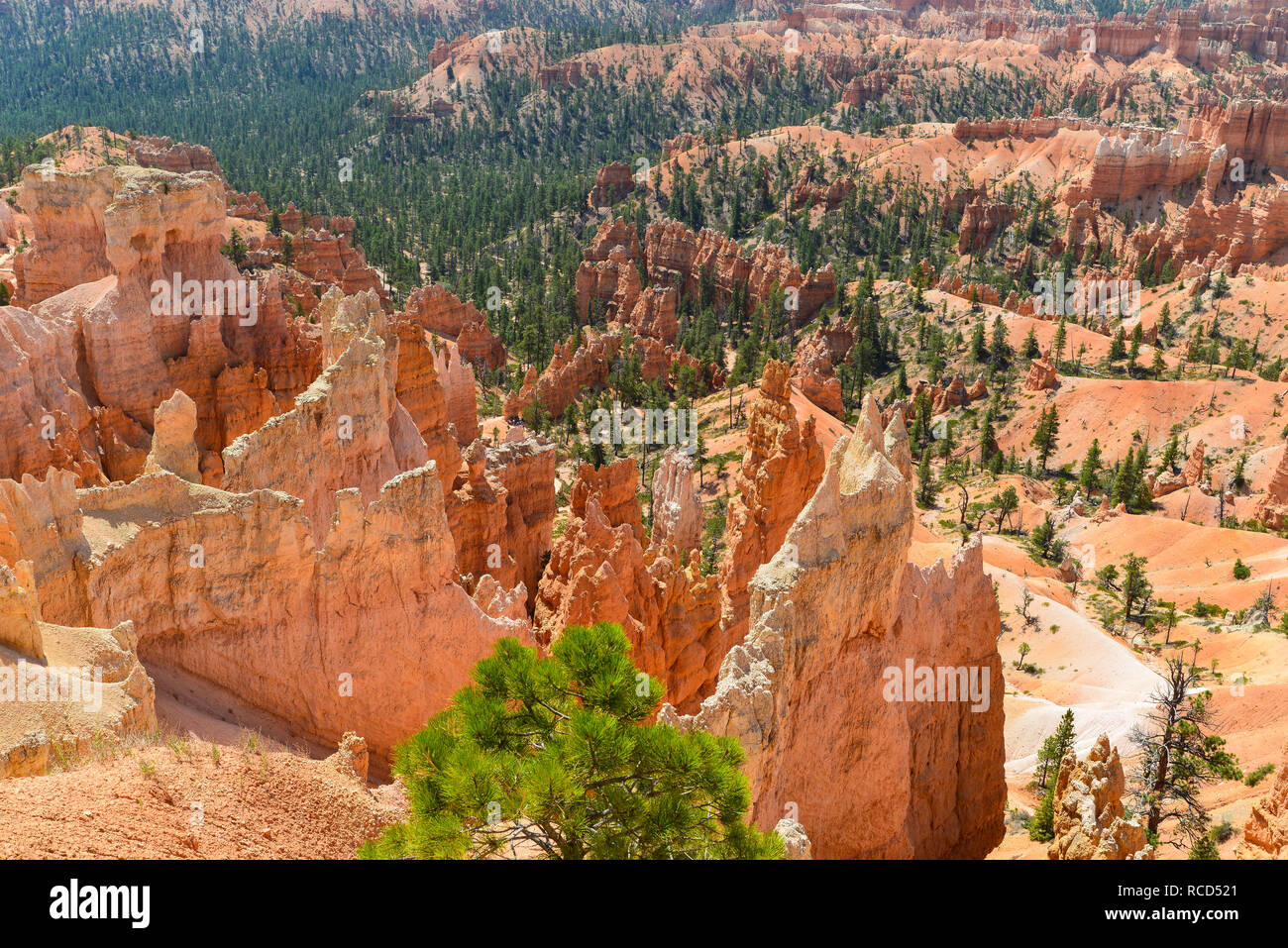 Le parc national de Bryce Canyon b Banque D'Images