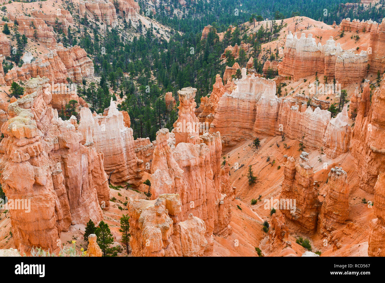 Bryce Canyon National Park 14 Banque D'Images