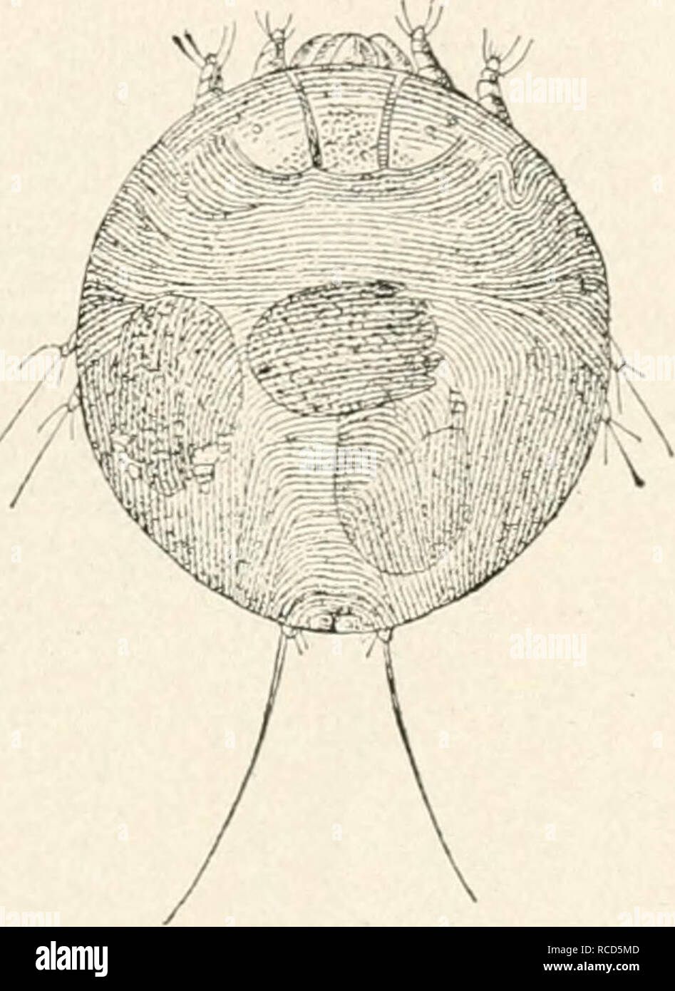 . Les maladies de la volaille. Les maladies de la volaille. 1871 partie de l'une ou l'autre de ces substances avec 10 parties en poids de l'oiseau ou de la vaseline. Une très grande surface de la shoukl pas couvert avec de fortes préparations acide carbolique sur compte du danger d'intoxication et d'absorption. Commode préparations liquides pour le traitement de la gale sont faites par le mélange de 1 once de baume du Pérou, de l'alcool 3 onces ; ou, glycérine 3 onces d'eau, 1 once, l'acide phénique 1 dram ; ou 2 onces, glycérine, alcool /j once, once, creolin Yz eau 1 dram. Les parties affectées du corps peut être frotté avec soit sur Banque D'Images