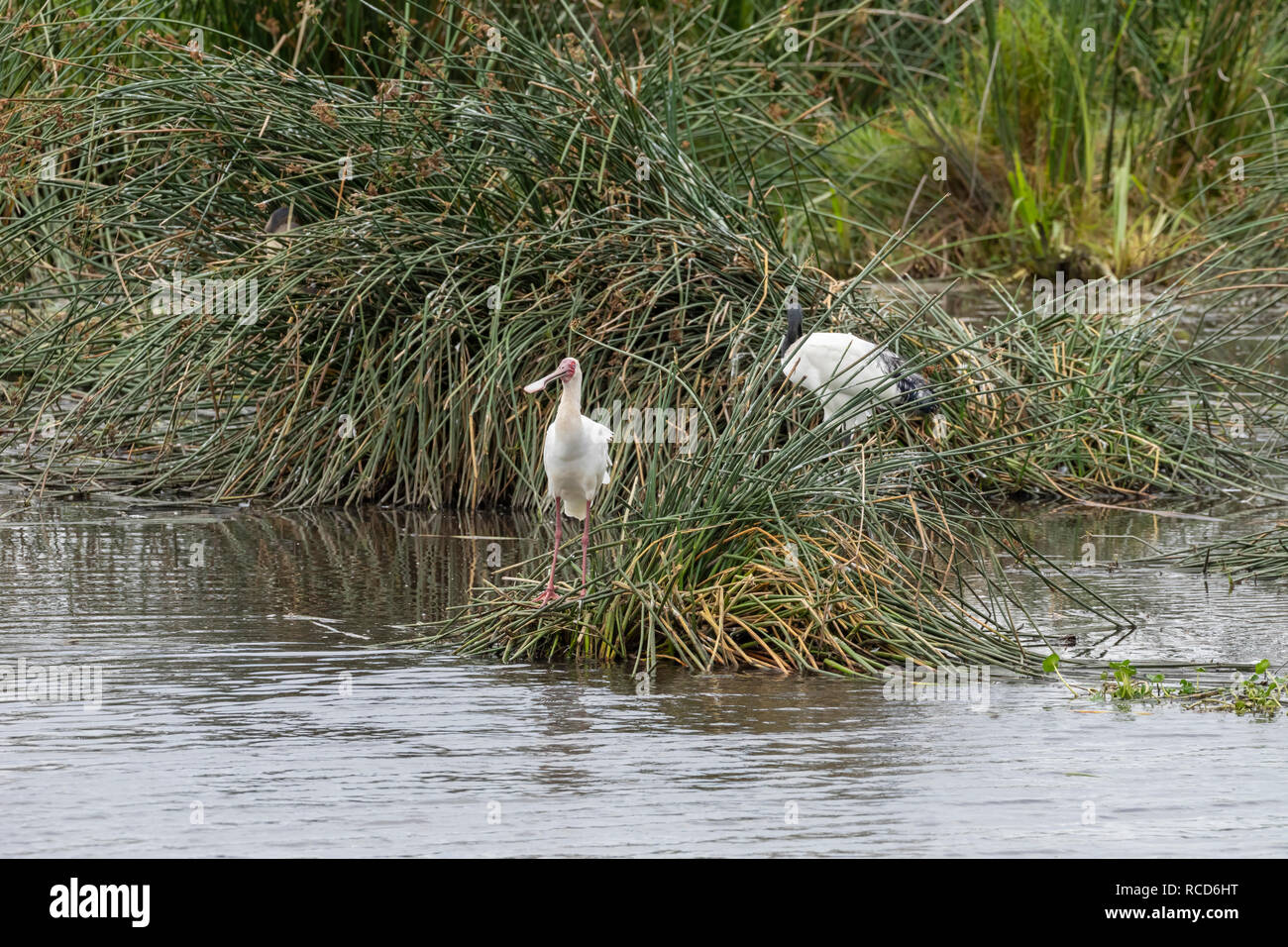 Spatule d'Afrique (Platalea alba) à un repas par un pool d'hippopotames dans le cratère du Ngorongoro, en Tanzanie Banque D'Images
