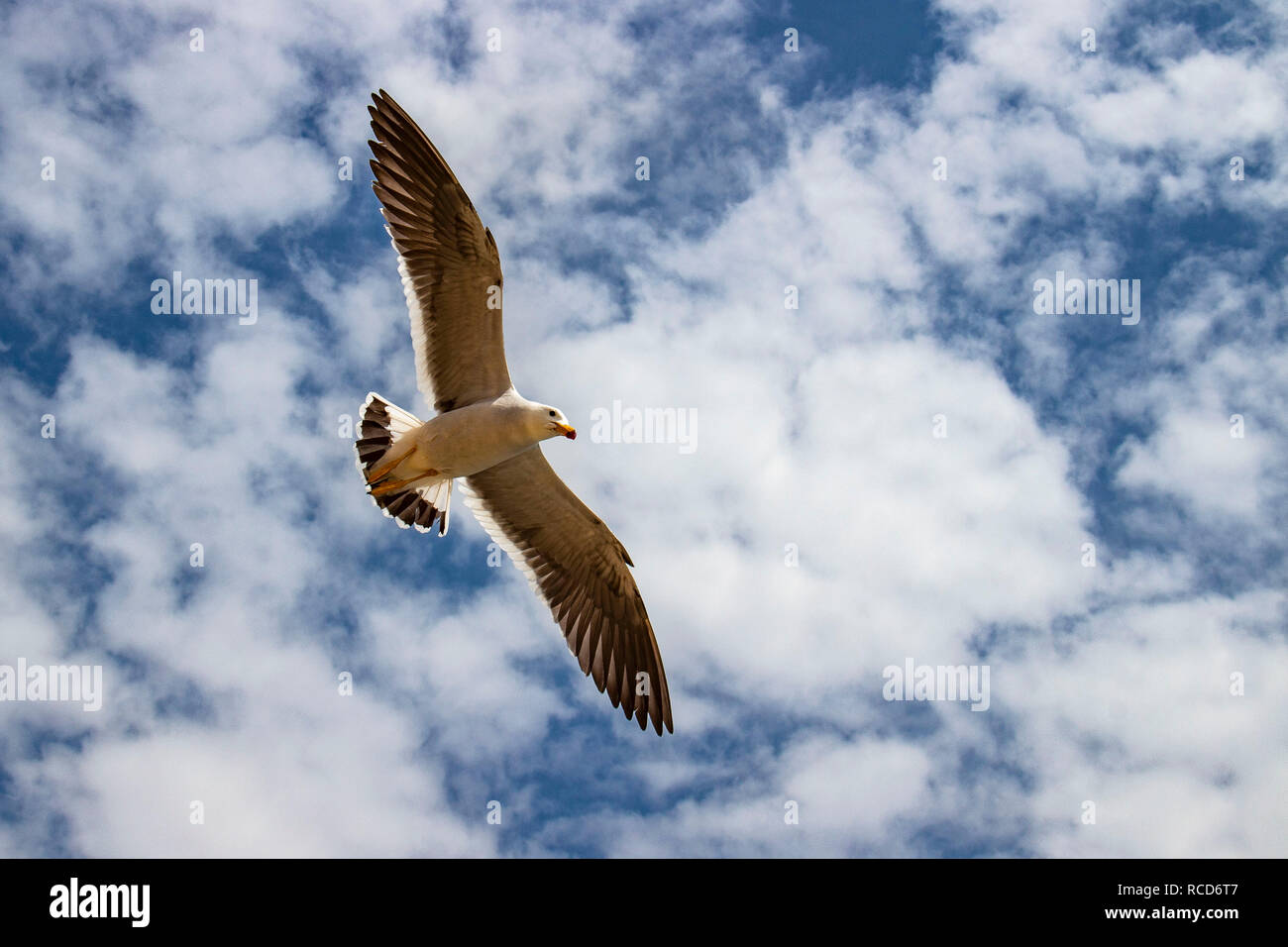 Les oiseaux migrateurs dans la réserve naturelle de Paracas, Ica, Pérou Banque D'Images