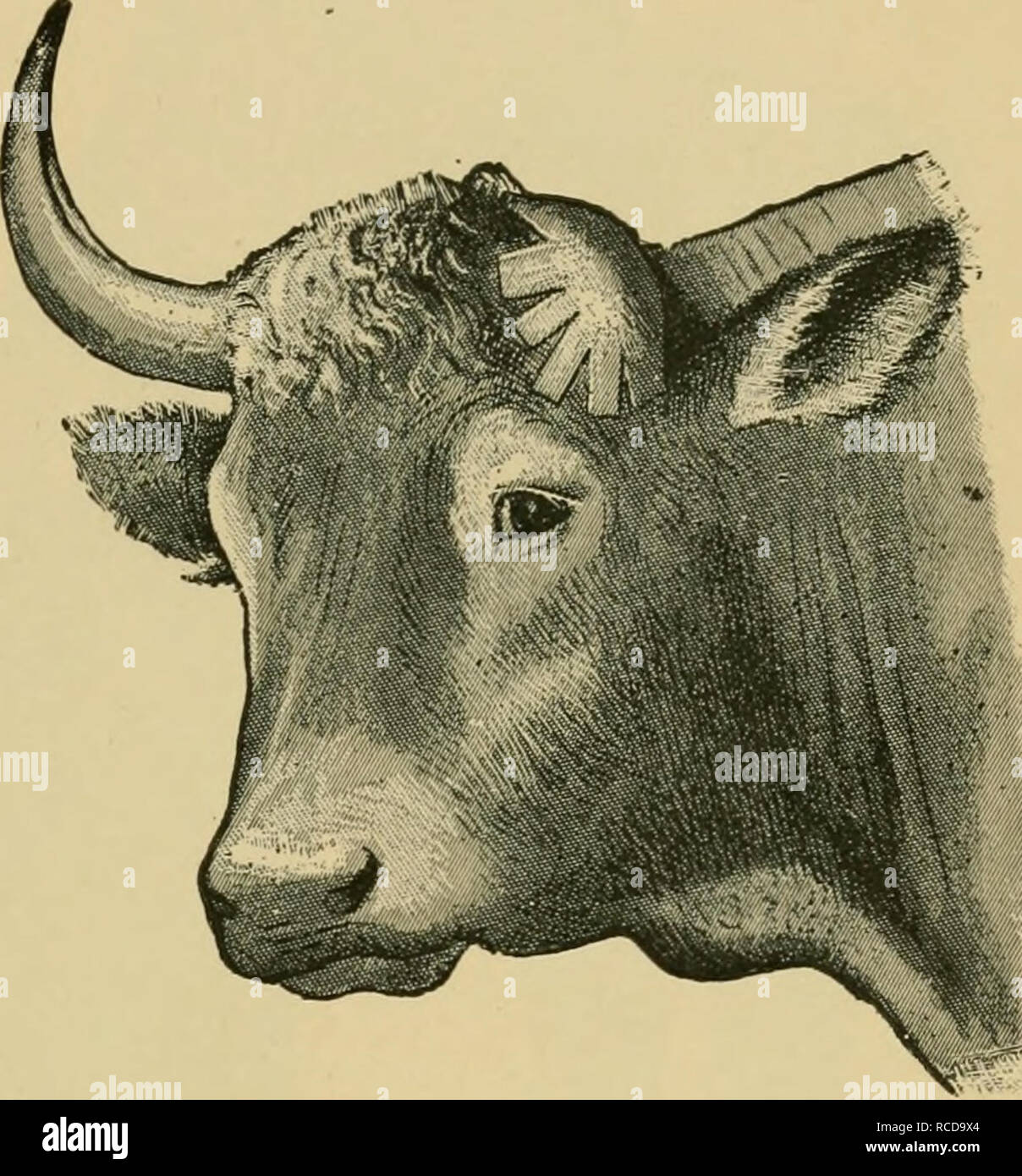 . Les maladies du bétail, moutons, chèvres et porcs. La médecine vétérinaire. Les fractures de la corne. 27 pièces, et diminuer les chances de l'union parfaite. Pour éviter ces tirer- dos, l'appareil illustré en Fig. 11 a été inventé. Cet appareil se compose d'une attelle, au milieu duquel s'insère l'arrière de l'animal au sondage, les côtés exploités à recevoir la moitié inférieure de la corne et dentelées, pour permettre à la corne d'être bien appuyé par les bandages. (4.) Les fractures de la base de la corne sont plus graves, parce qu'un fragment de l'os frontal est généralement arrachés avec la corne. En tant qu'rul Banque D'Images