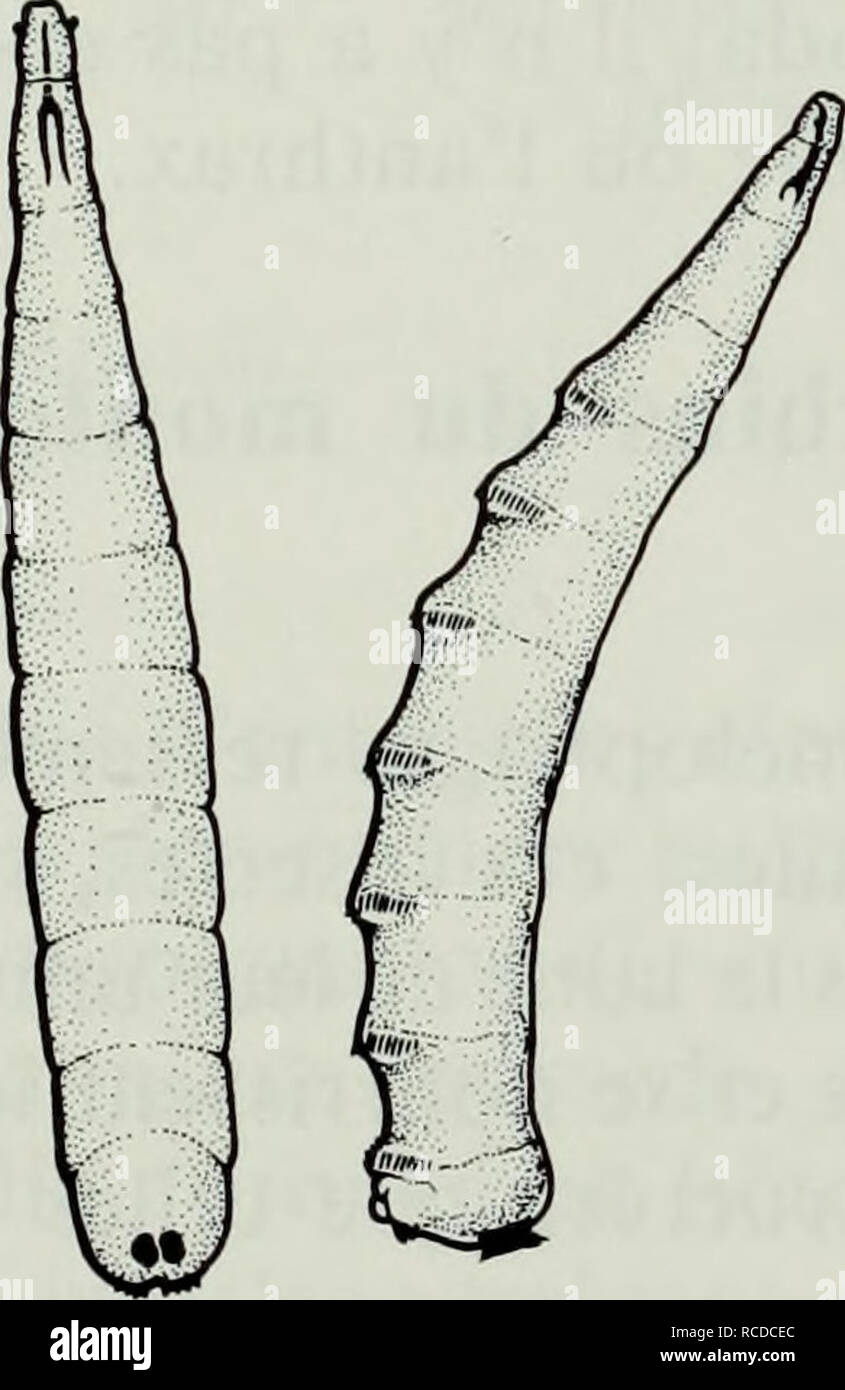 . Diptères piqueurs du Canada qui s'attaquent à l'homme et au bétail. Mouches (vecteurs des maladies) ; Mouches mouches ; en tant que porteurs de la maladie ; les mouches. Fig. 6 Cycle de vie de la mouche des cornes, Haematobia irritons. Dans le sens des aiguilles d'une montre en commençant par le haut : femelle adulte ; oeufs ; larves ; des pupariums (la peau durcie de la larve mature), chacun contenant une pupe. 33. Veuillez noter que ces images sont extraites de la page numérisée des images qui peuvent avoir été retouchées numériquement pour plus de lisibilité - coloration et l'aspect de ces illustrations ne peut pas parfaitement ressembler à l'o Banque D'Images