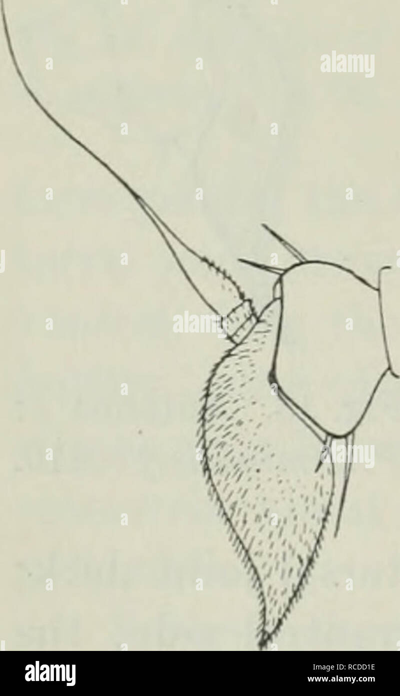 . Diptera Danica : genres et espèces de mouches trouvés jusqu'au Danemark. Diptères. 32 Pipunculidae. au-dessus du bouton d'antennes. Le thorax un peu plus grisâtre que dans le mâle. Hypopygium pas grandes, en forme de poire, la partie basale d'un sillon, ovipositeur plus courte, fine et droite. Les griffes et les pulvilli plus grande que chez le mâle. Longueur 3-3,5 mm. P. terminalis semble être assez rare au Danemark, Tisvilde, sur Langeland à Lohals et dans le Jutland à Skamling Tarm et au sud de Kolding (l'auteur) ; mes dates sont ^ »/e-Vs ; à Tisvilde il a plané dans certains numéros à des buissons dans la périphérie du bois de ^V Banque D'Images