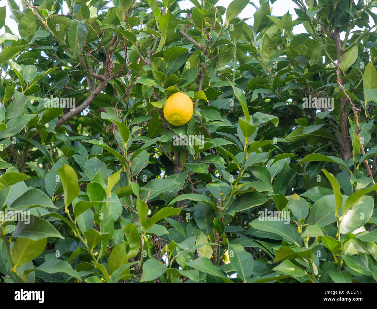 Jaune citron biologique unique mûres de fruits sur l'arbre en hiver. Fond vert feuilles Banque D'Images