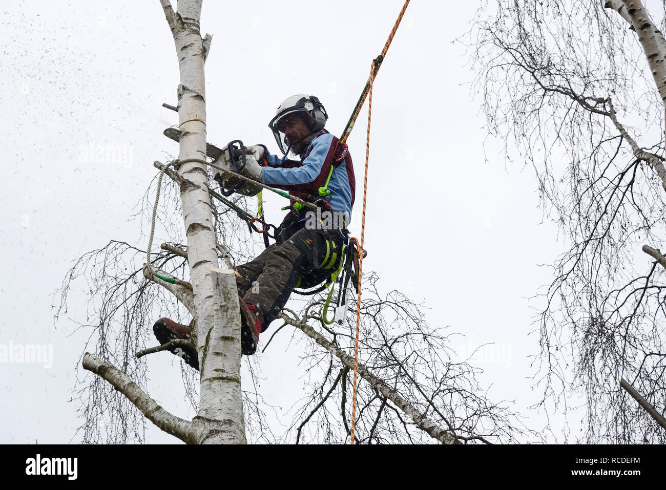 Un chirurgien de l'arbre coupe une branche de bouleau argenté avec une tronçonneuse, tout en portant un harnais de sécurité complet avec des cordes d'escalade Banque D'Images