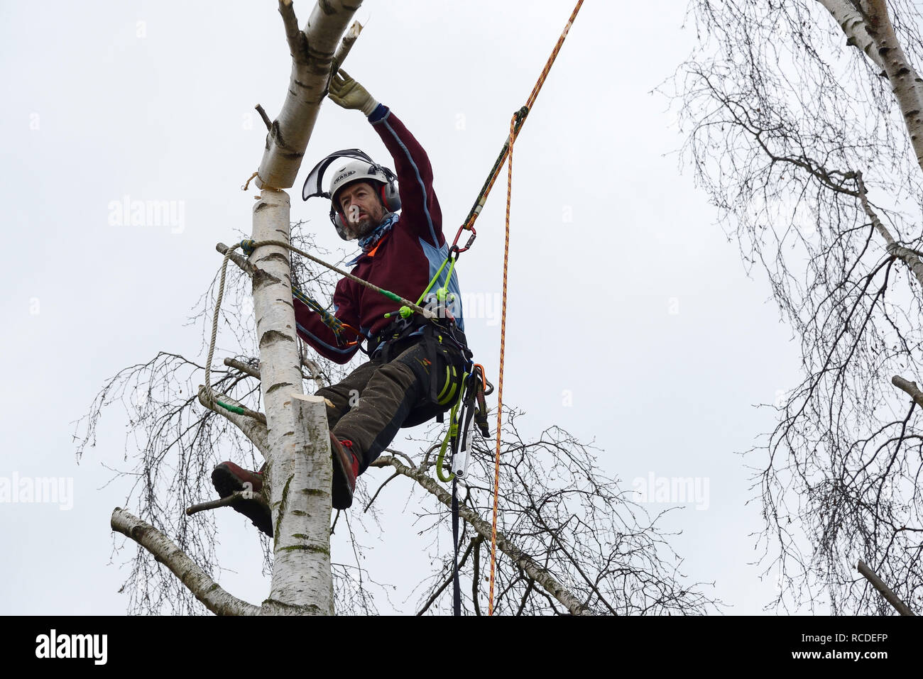 Un tree surgeon fells une branche de bouleau verruqueux, tout en portant un harnais de sécurité complet avec des cordes d'escalade Banque D'Images