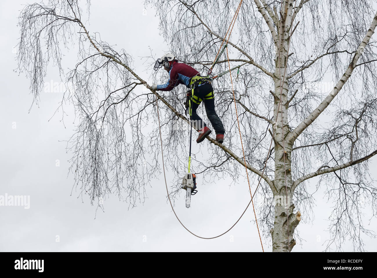 Un tree surgeon prépare un bouleau blanc branche pour l'abattage à la tronçonneuse, tout en portant un harnais de sécurité complet avec des cordes d'escalade Banque D'Images